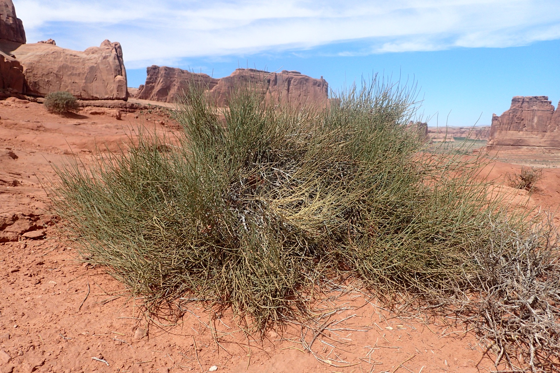 Green Ephedra — photo 22