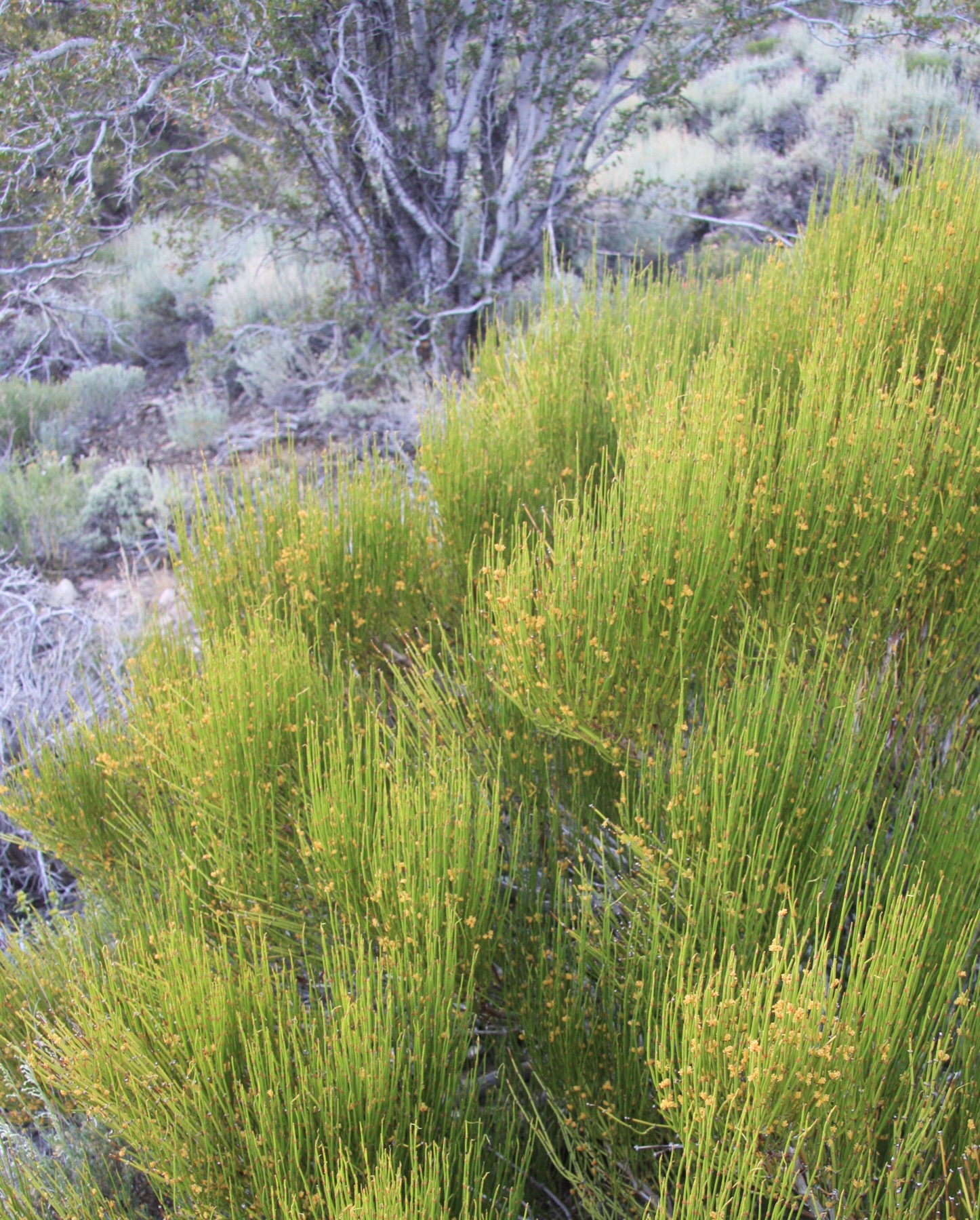 Green Ephedra — photo 24