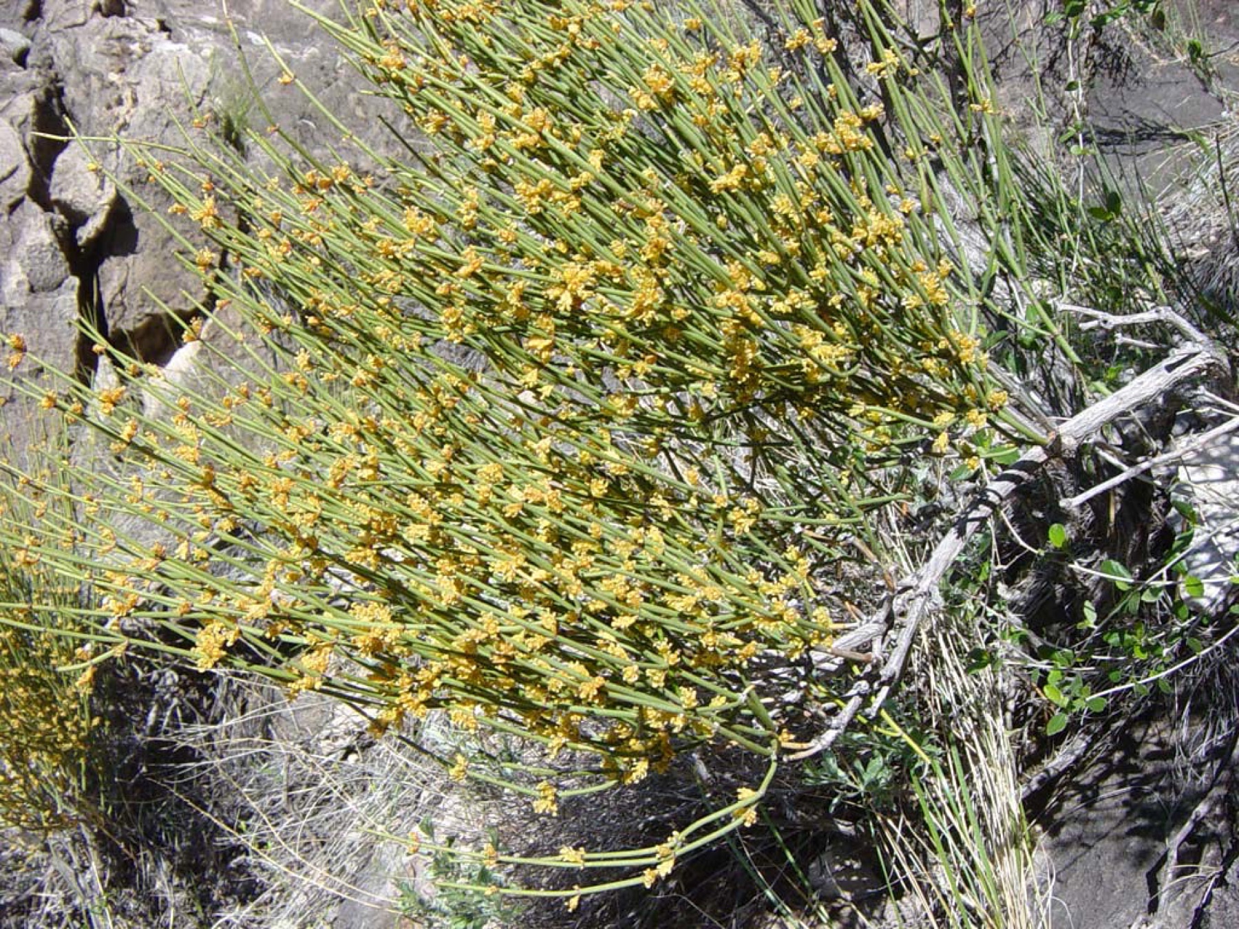 Green Ephedra
