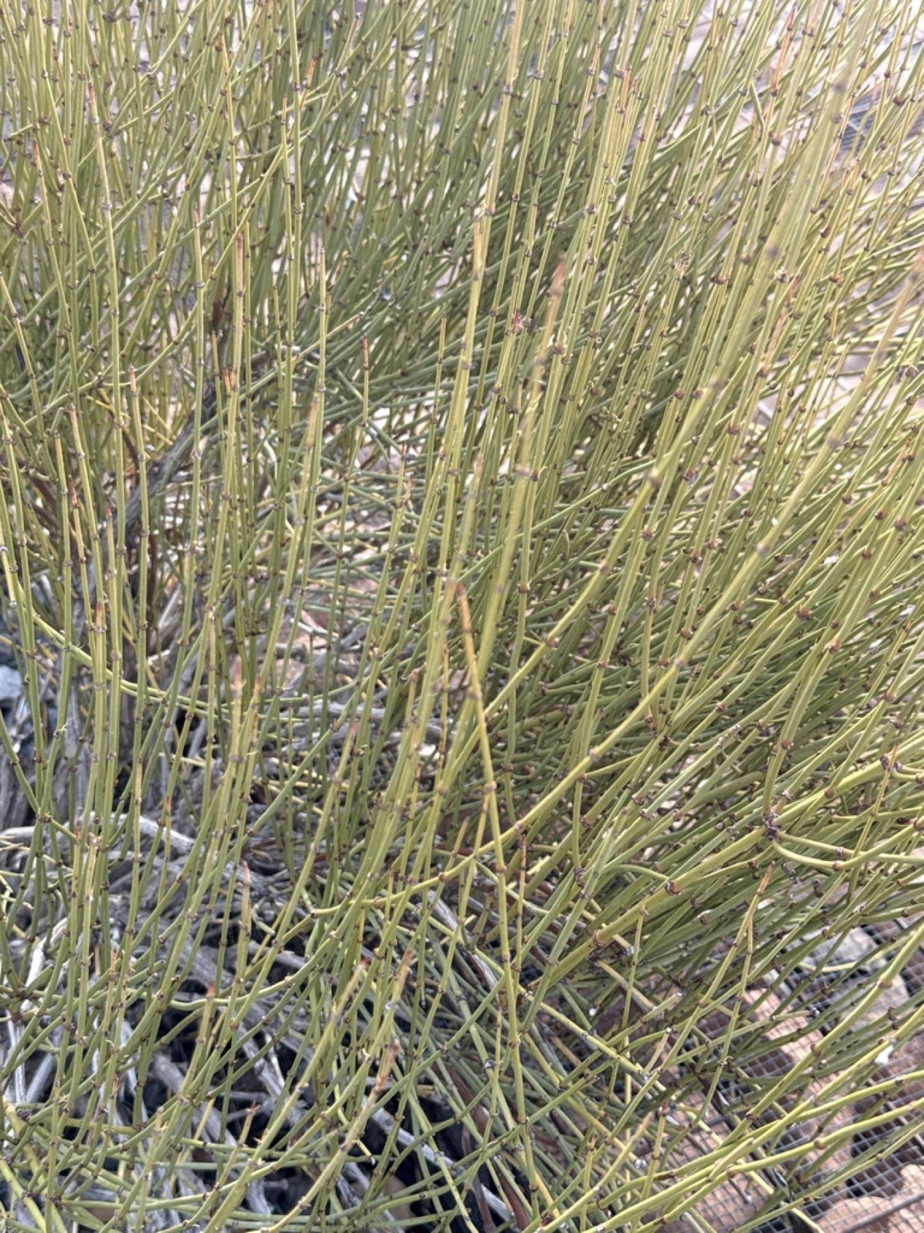 Green Ephedra — photo 2