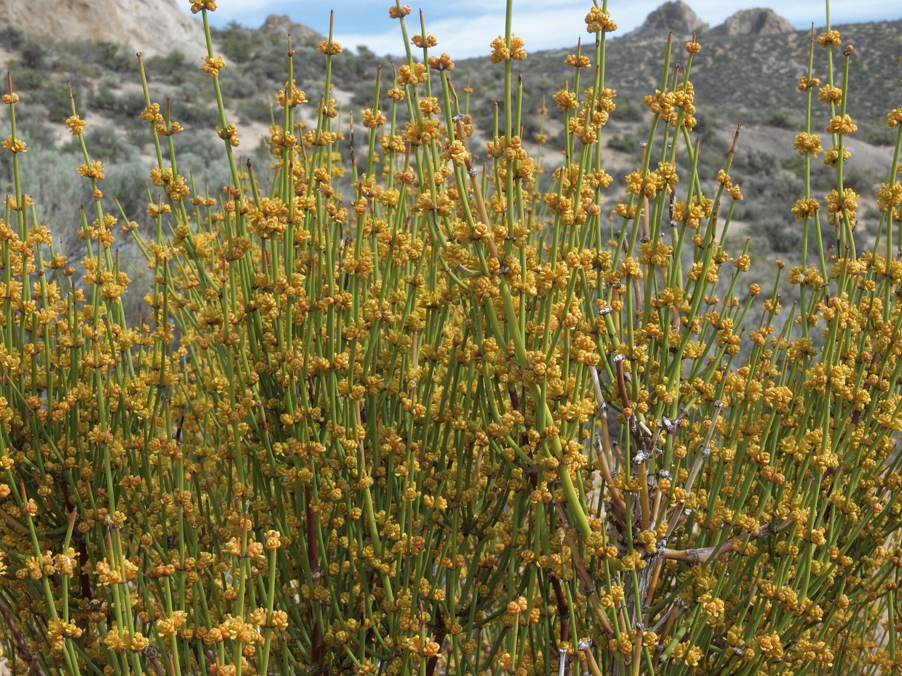 Green Ephedra — photo 3