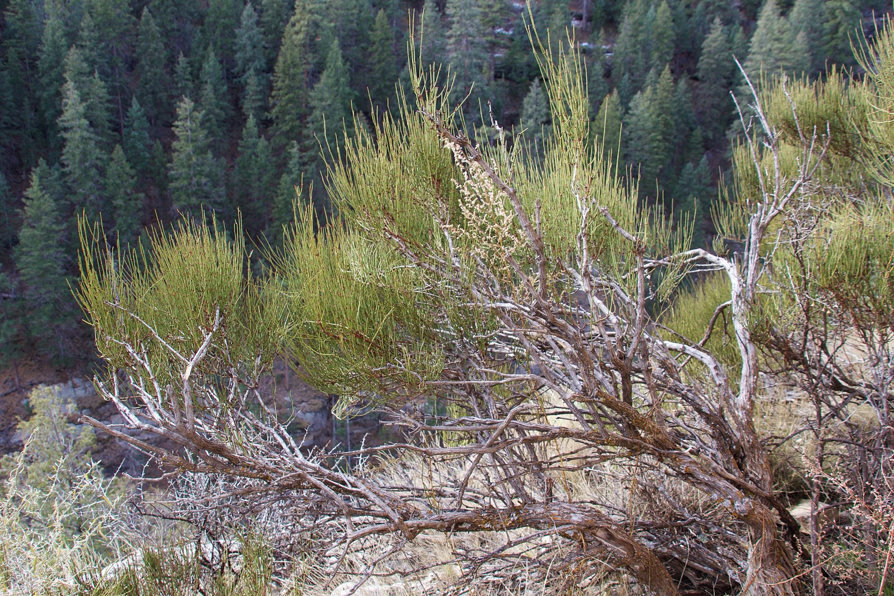 Green Ephedra — photo 4