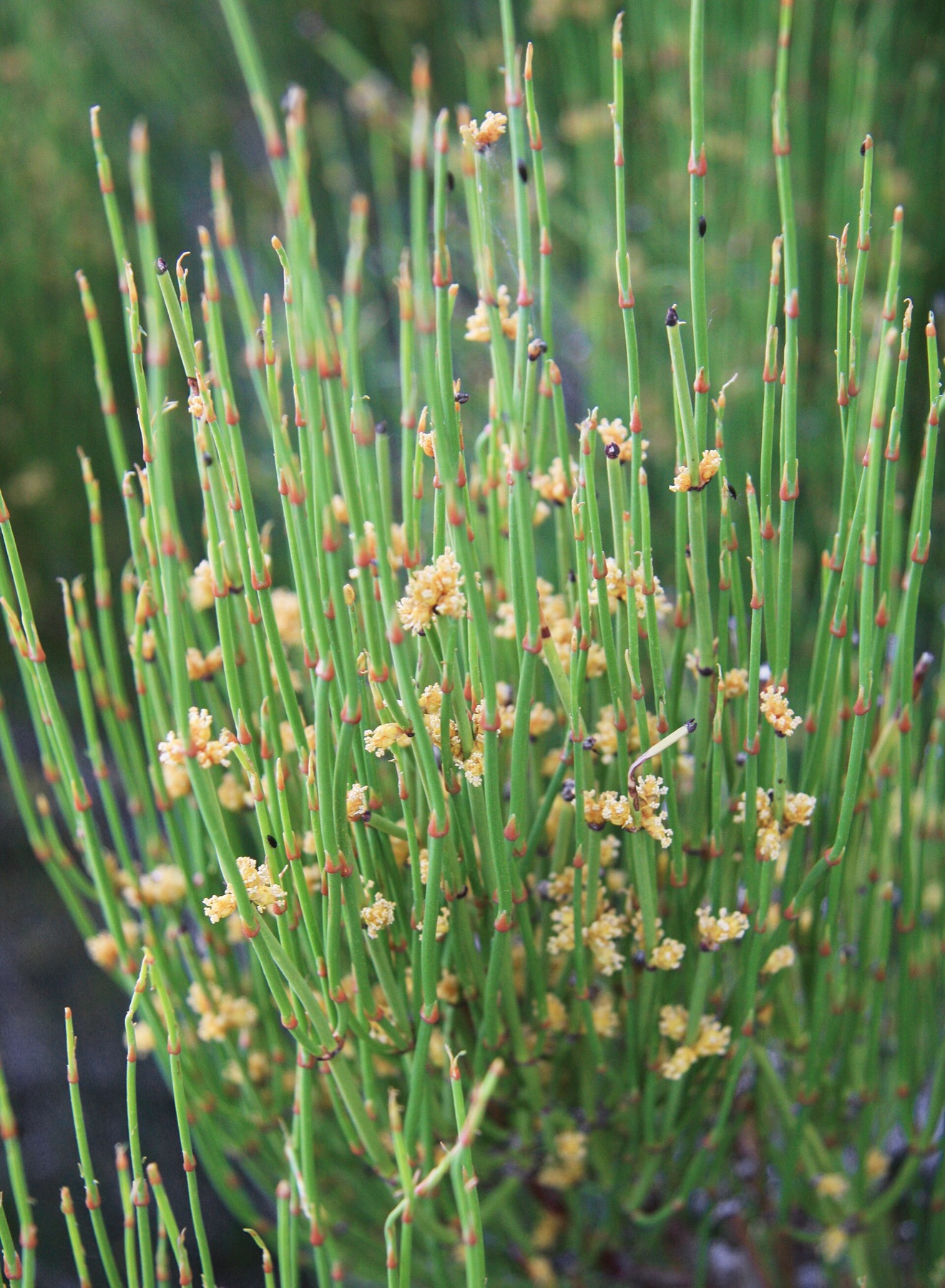 Green Ephedra — photo 5