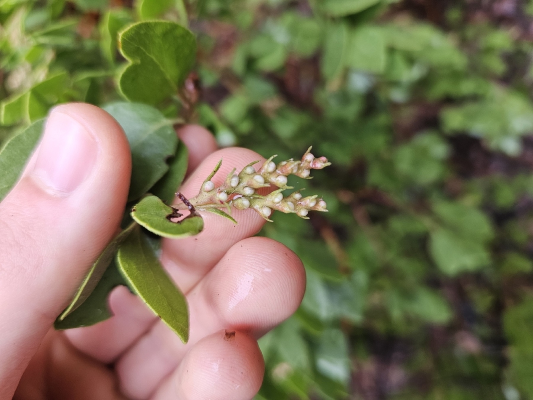 Greenleaf Manzanita — photo 6