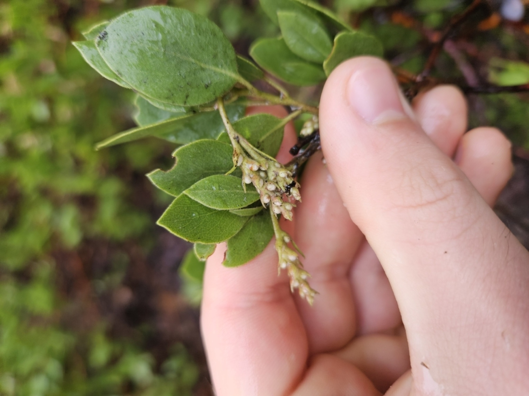 Greenleaf Manzanita — photo 7