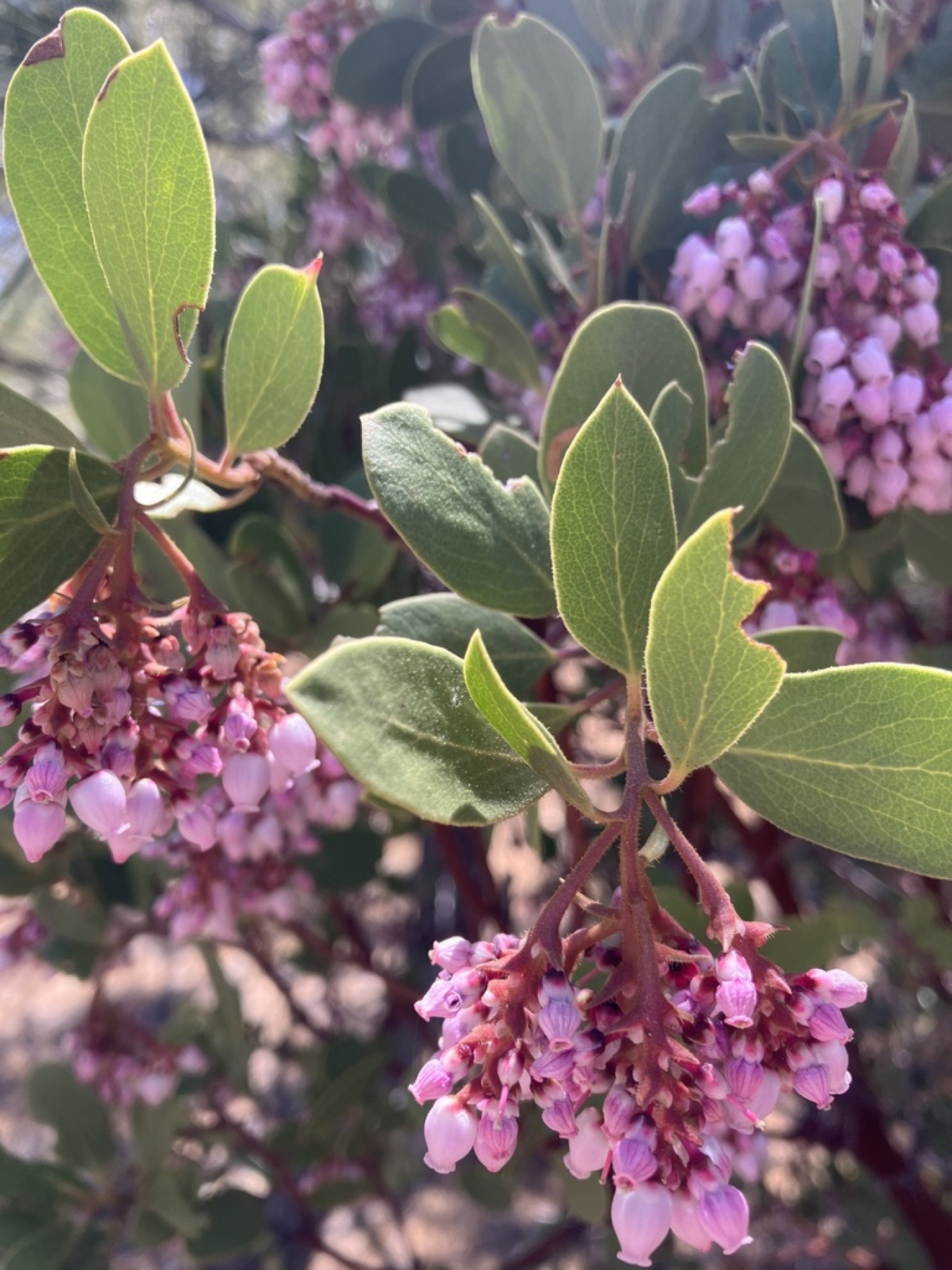 Greenleaf Manzanita — photo 8