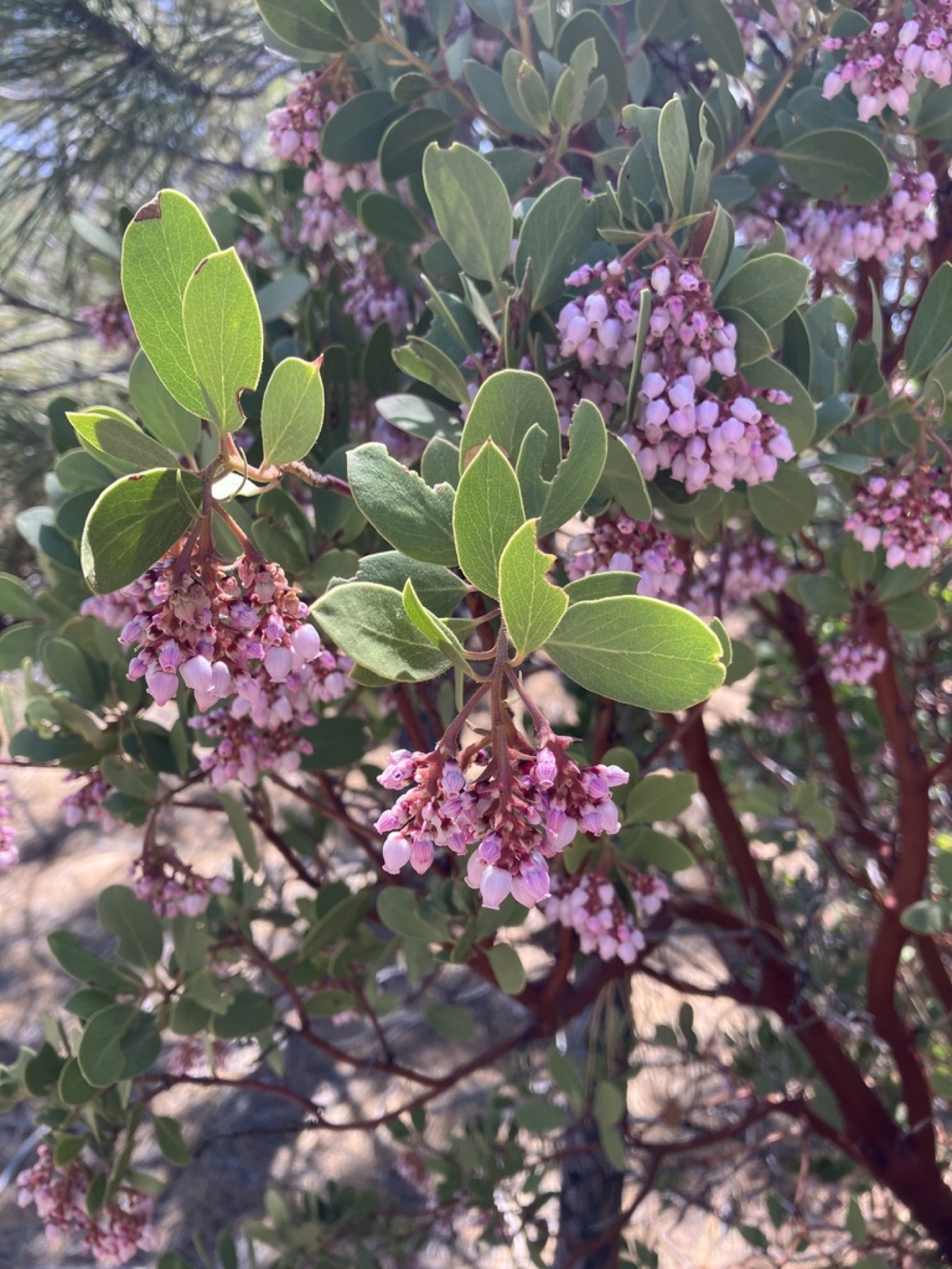 Greenleaf Manzanita — photo 9