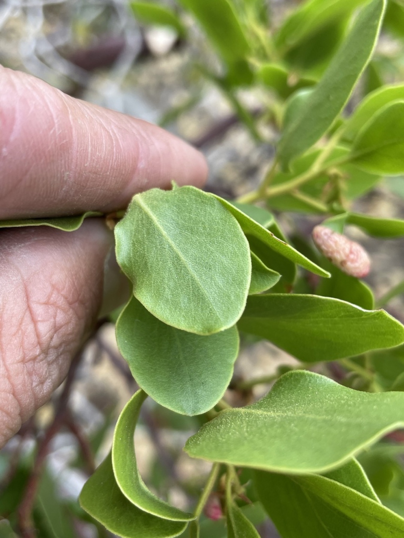 Greenleaf Manzanita — photo 10
