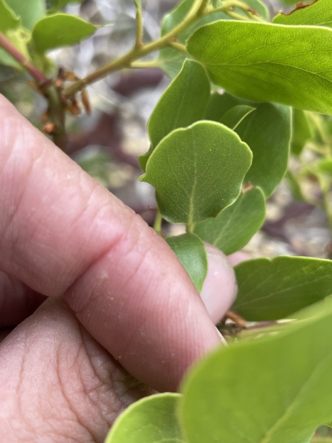 Greenleaf Manzanita — photo 11