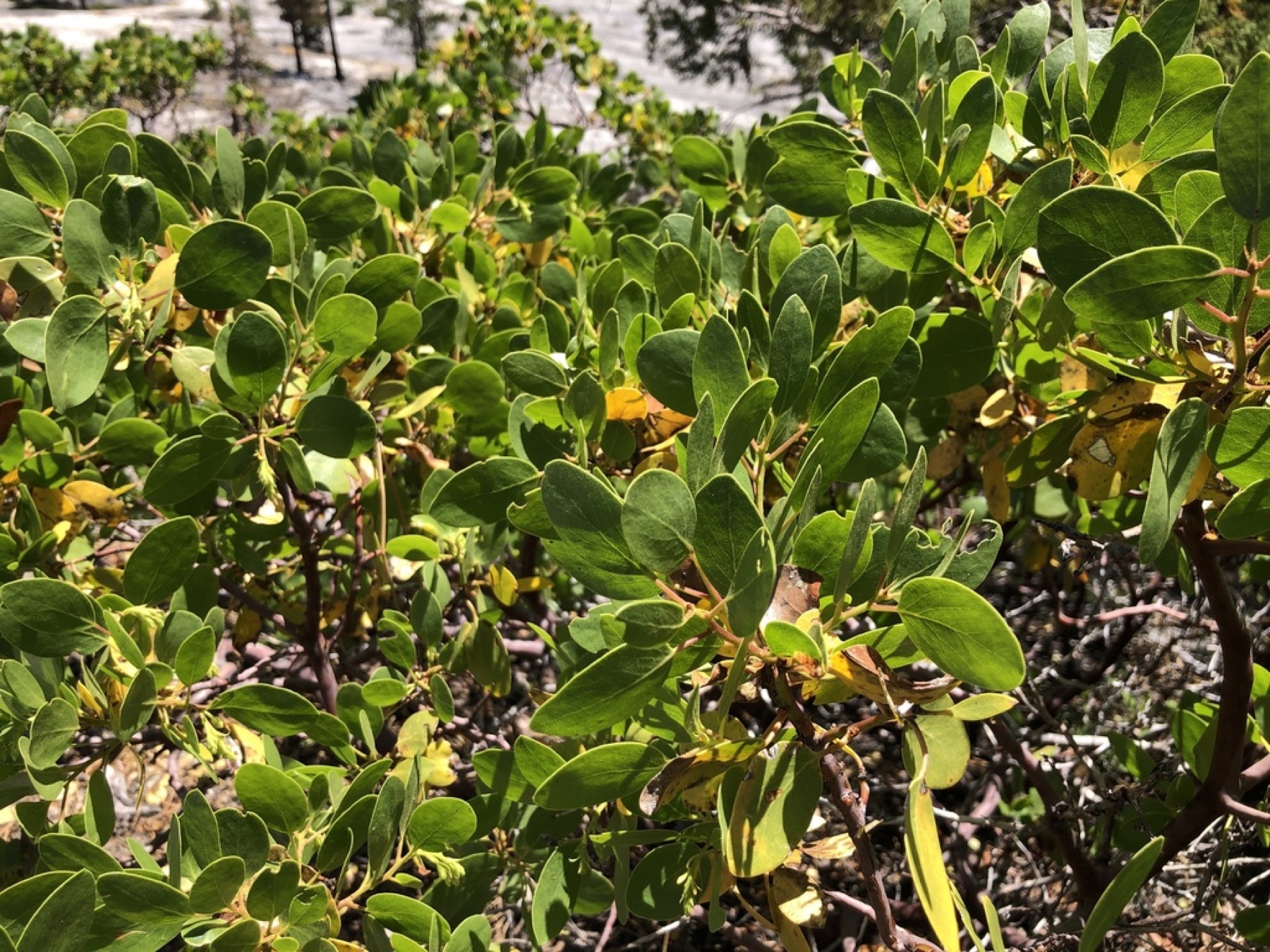 Greenleaf Manzanita — photo 12