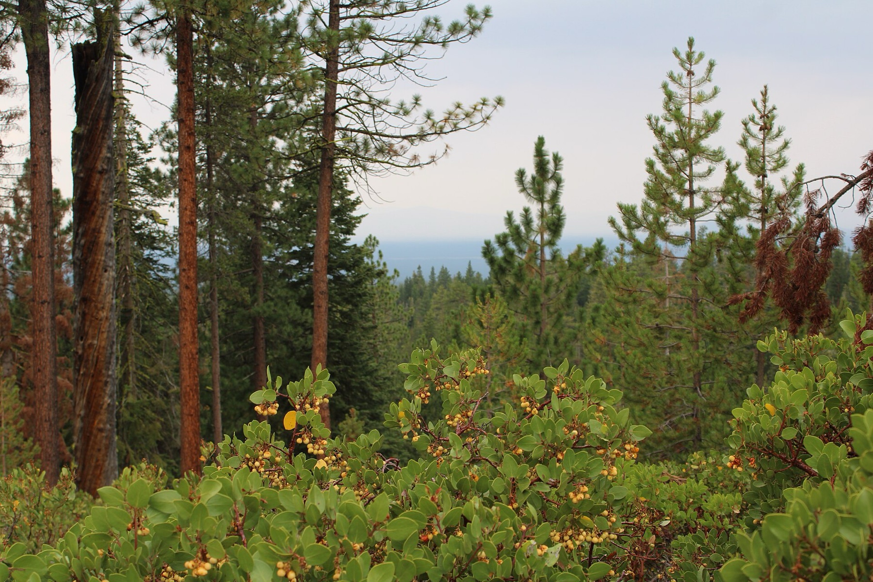 Greenleaf Manzanita — photo 13