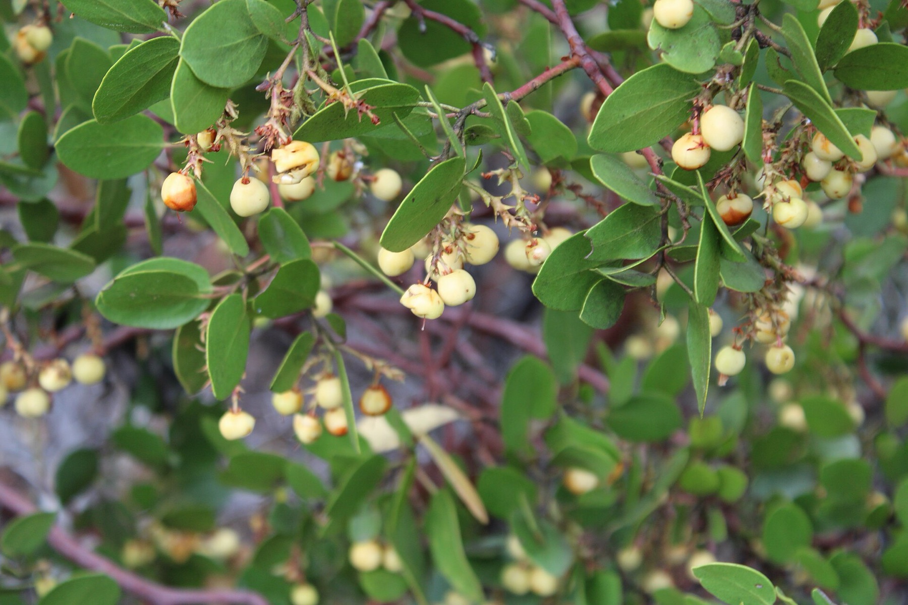 Greenleaf Manzanita — photo 14