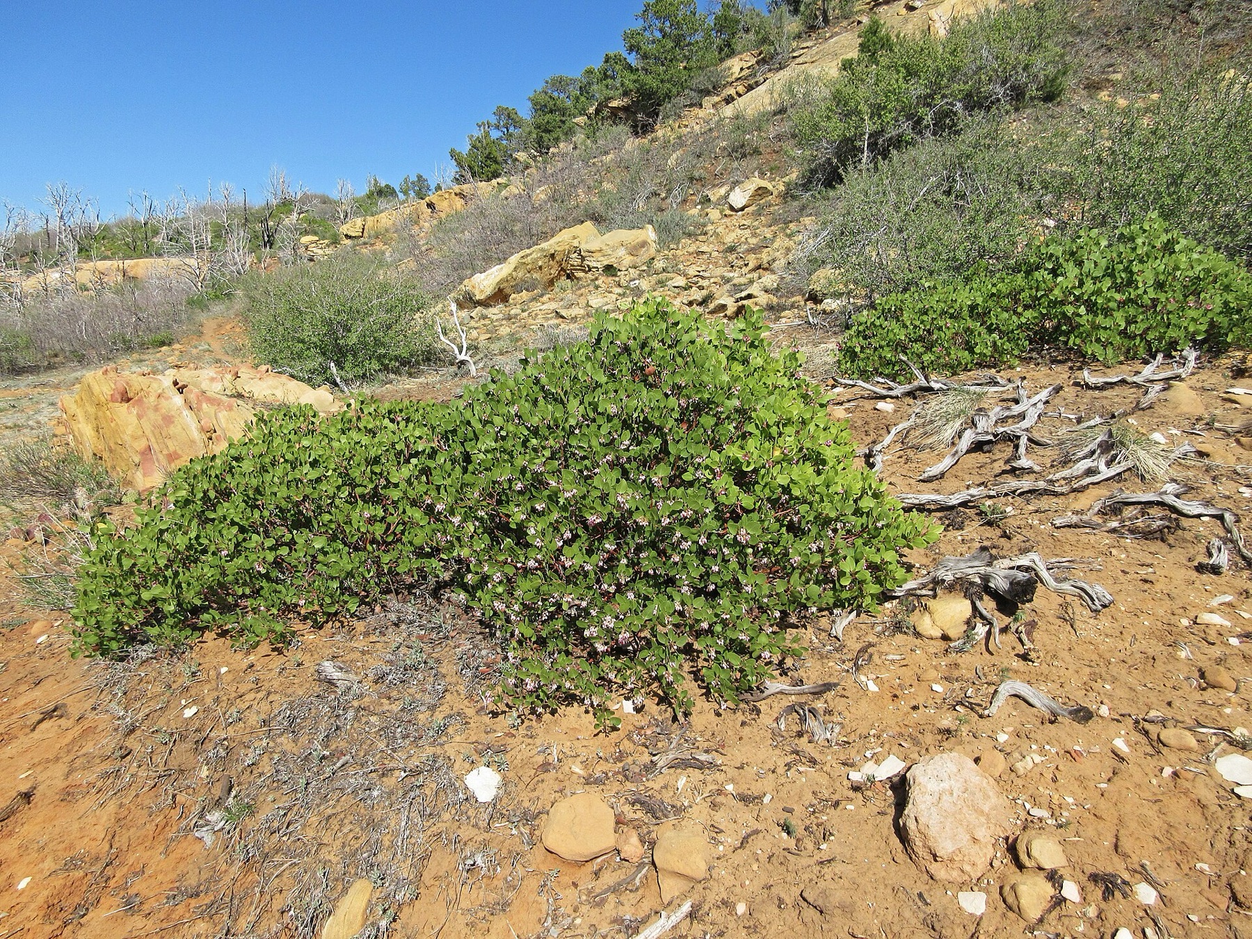 Greenleaf Manzanita — photo 15