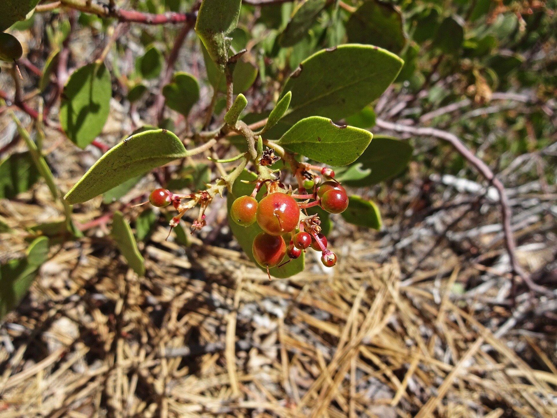 Greenleaf Manzanita — photo 16