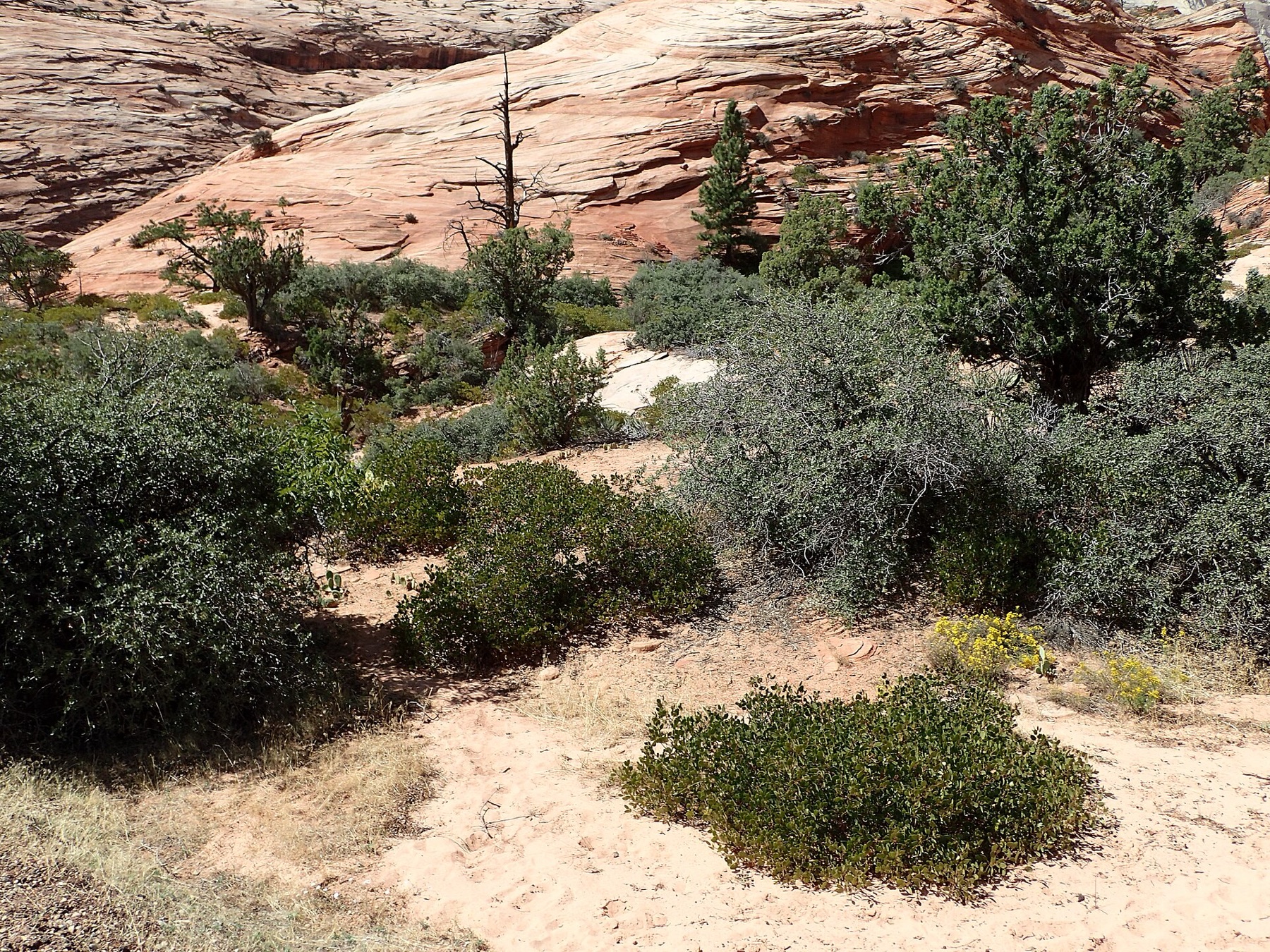 Greenleaf Manzanita — photo 17