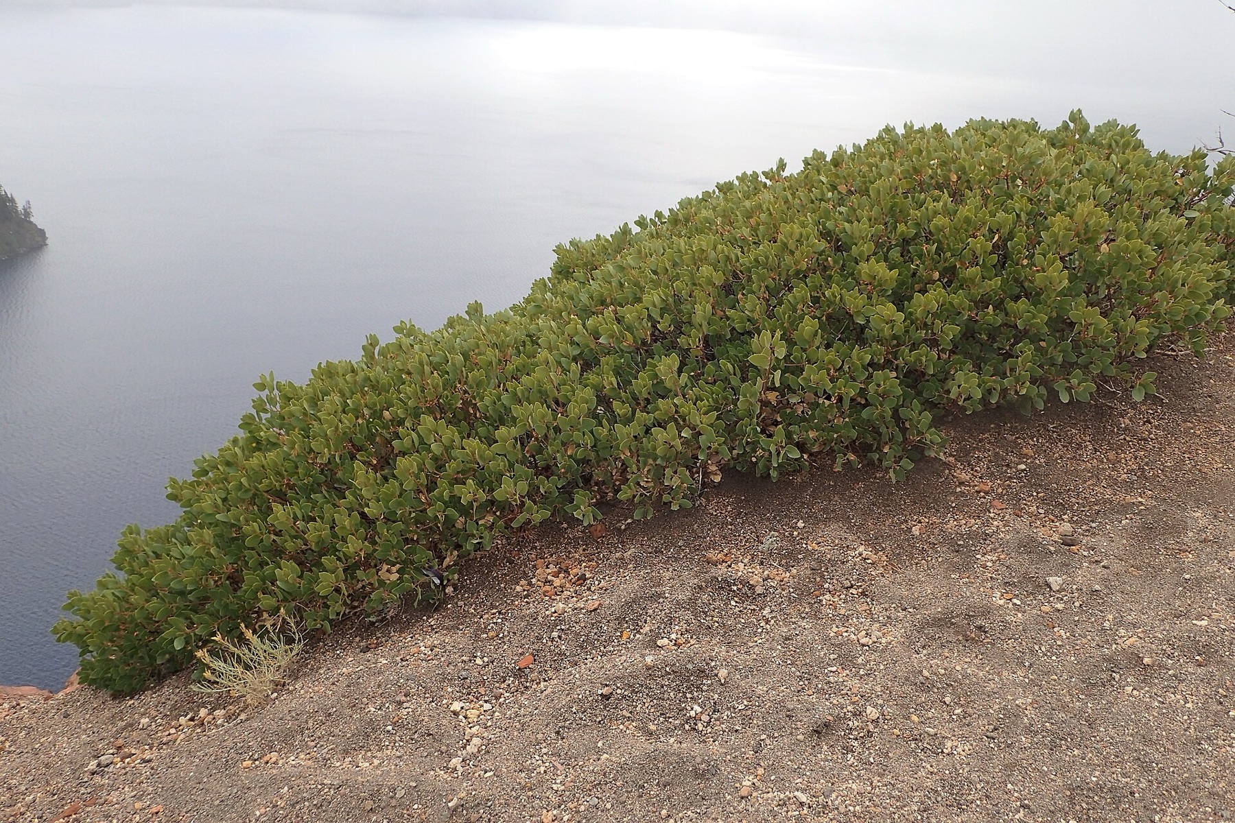 Greenleaf Manzanita — photo 19