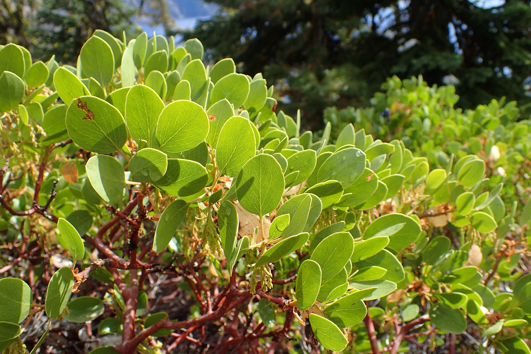 Greenleaf Manzanita — photo 20