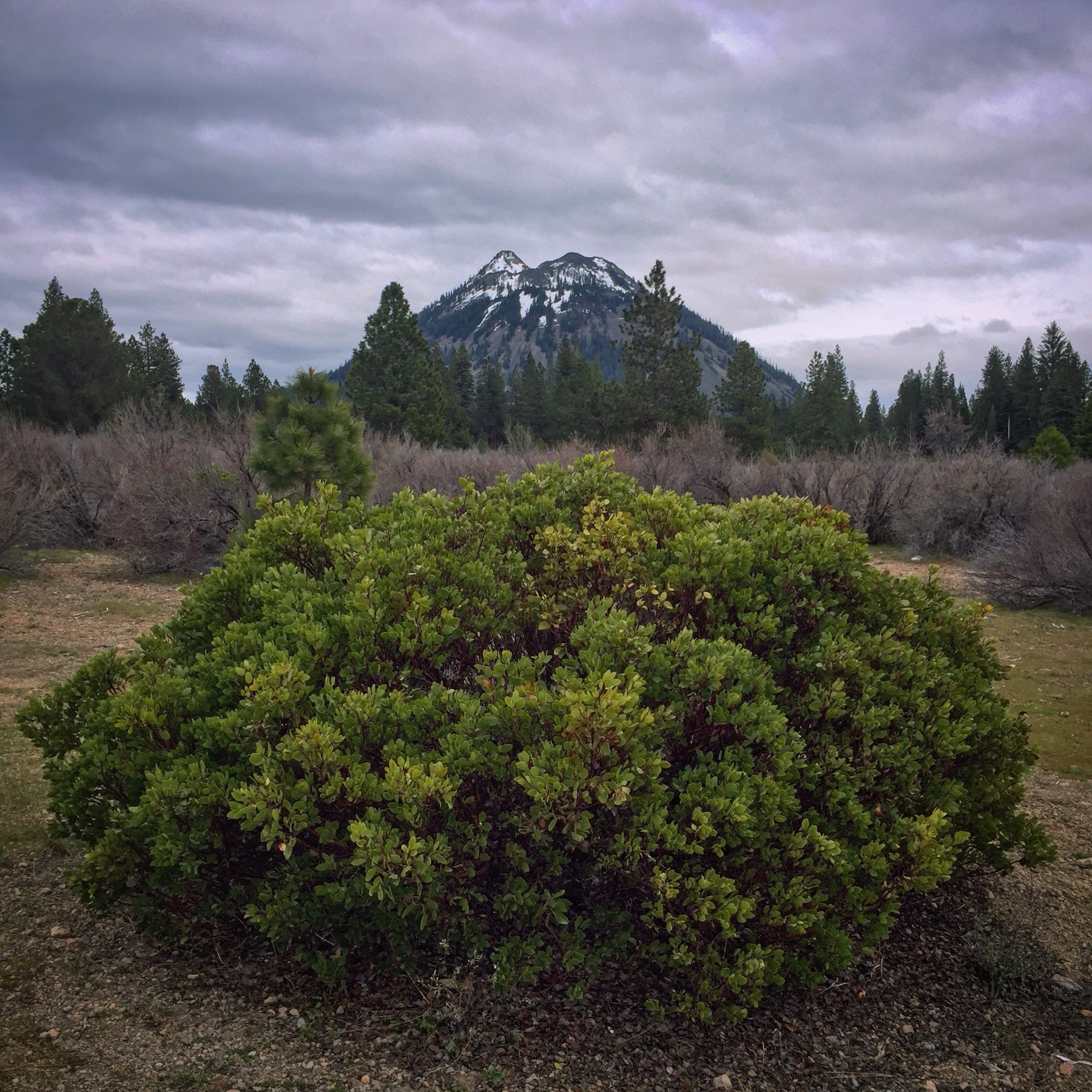 Greenleaf Manzanita — photo 21