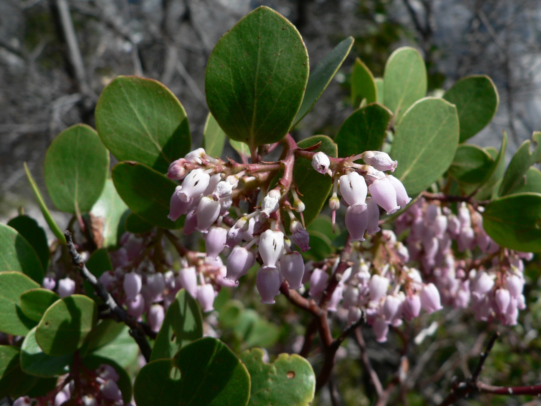 Greenleaf Manzanita — photo 22