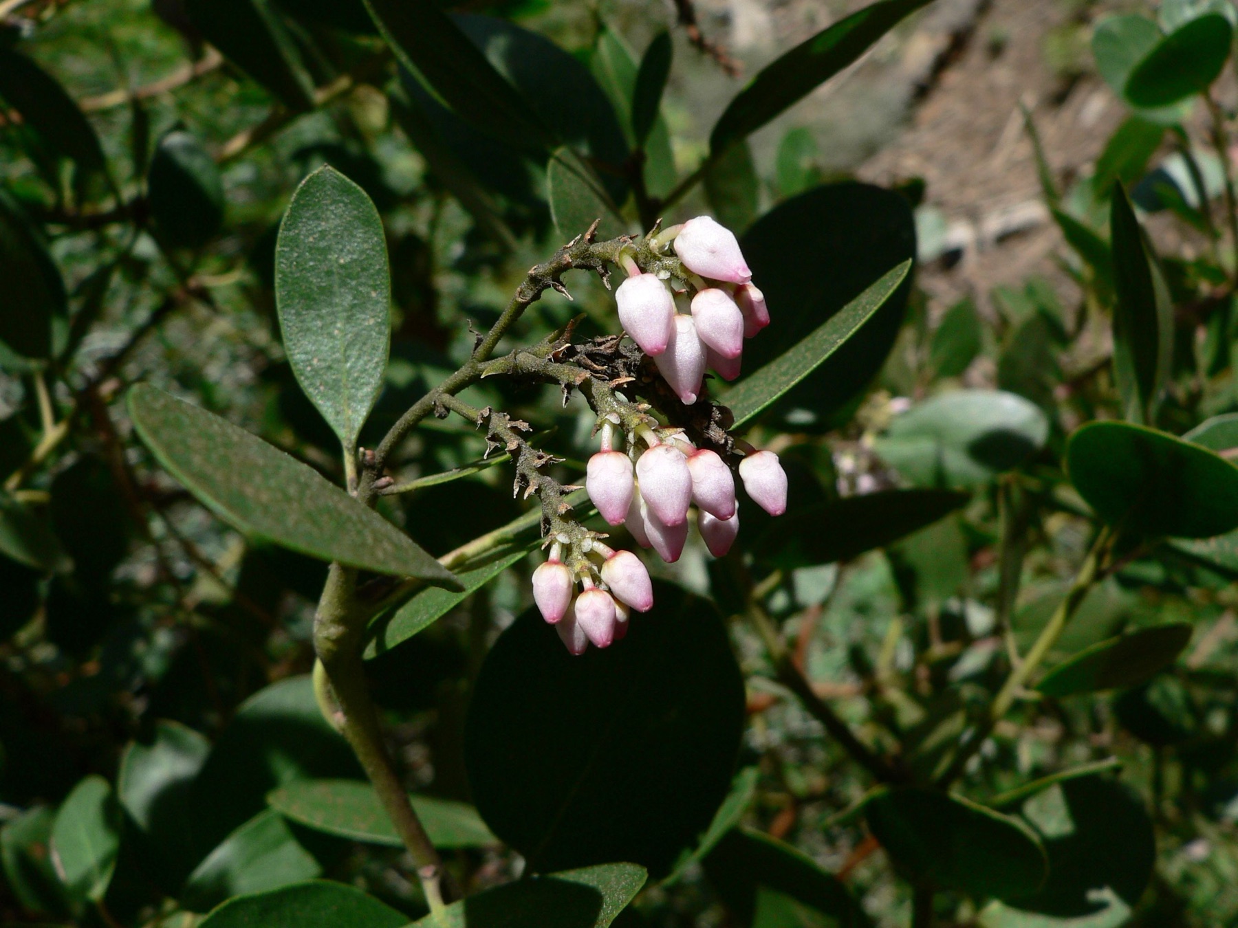 Greenleaf Manzanita — photo 23