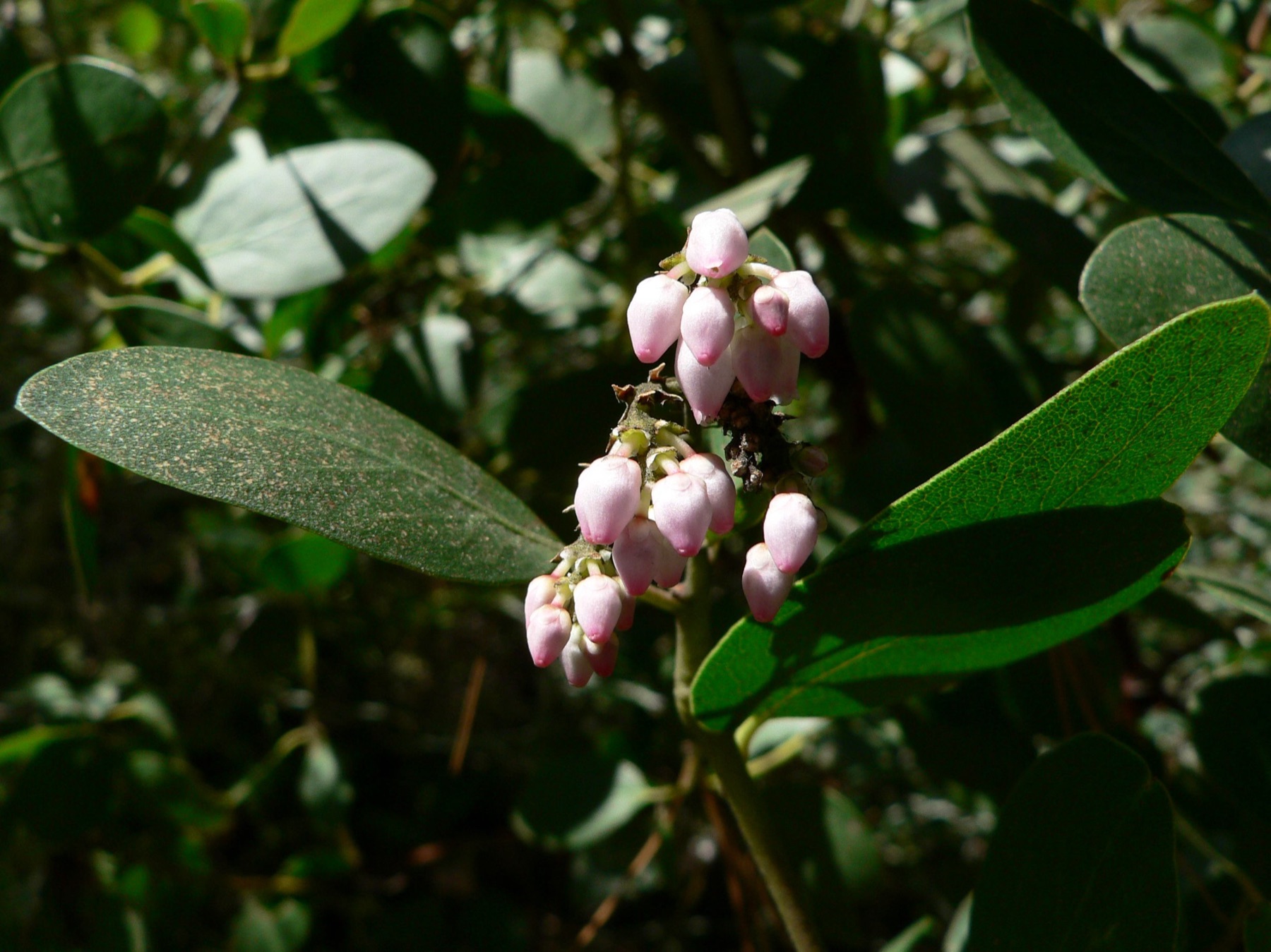 Greenleaf Manzanita — photo 24