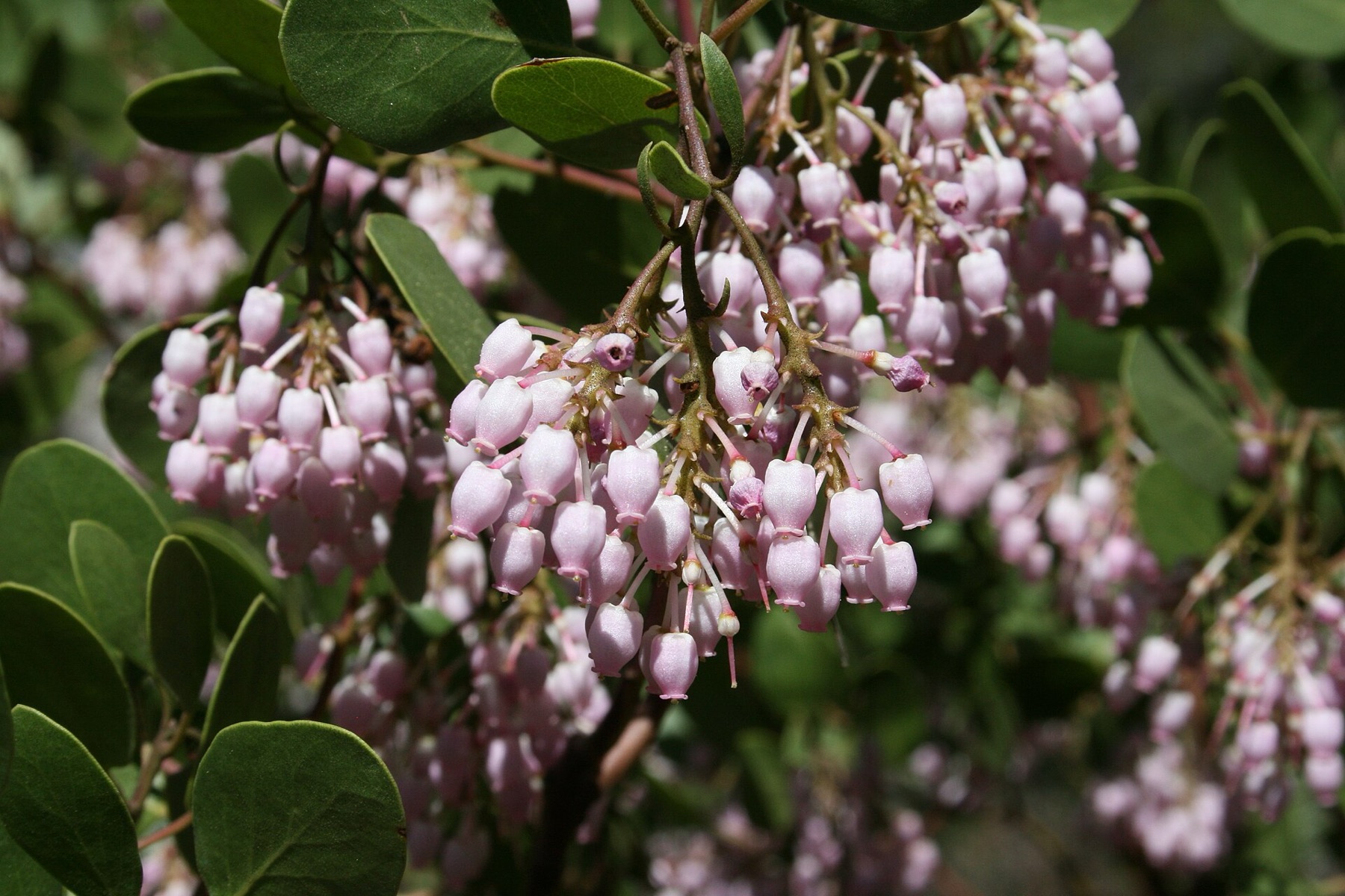 Greenleaf Manzanita