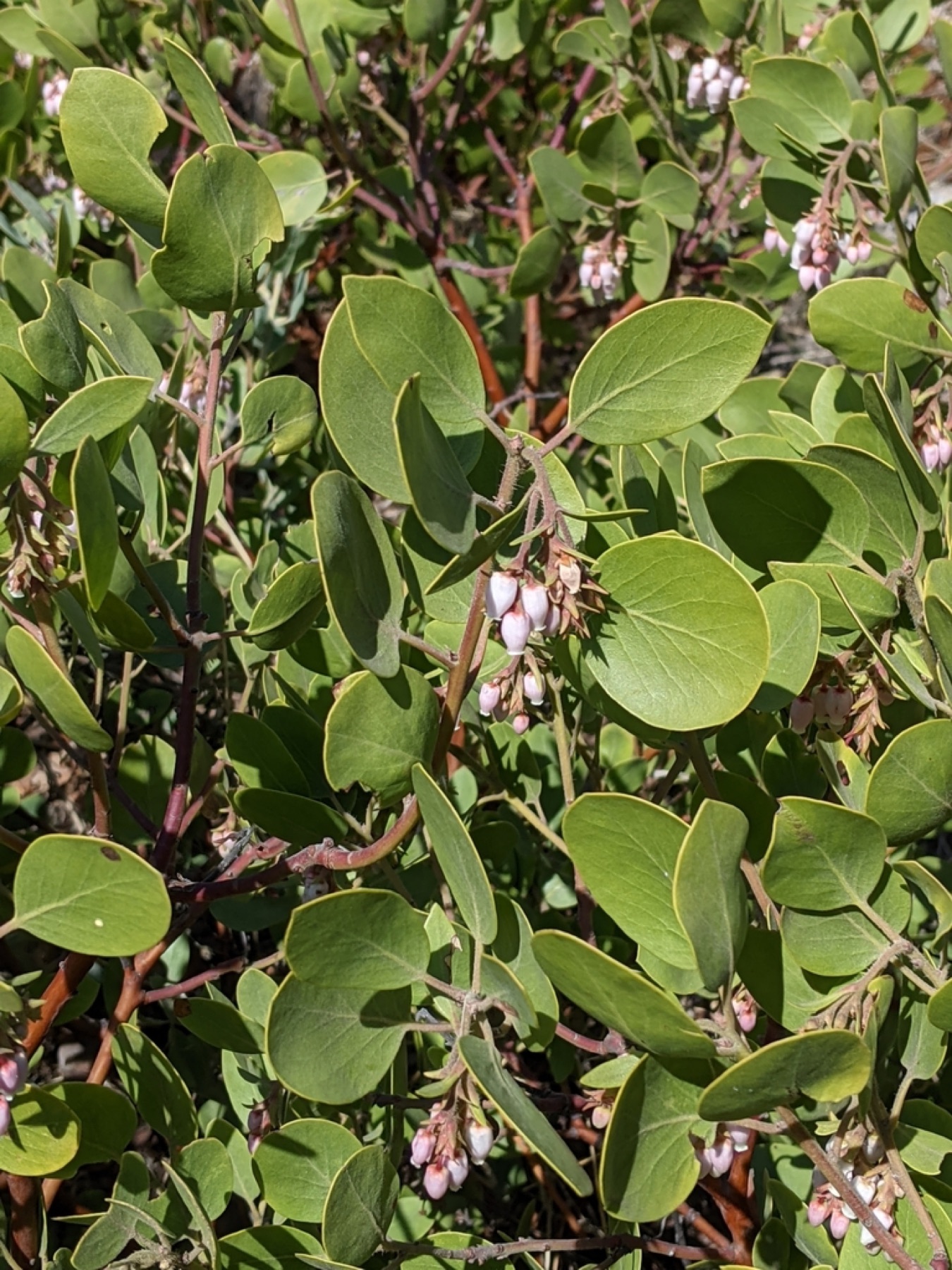 Greenleaf Manzanita — photo 2