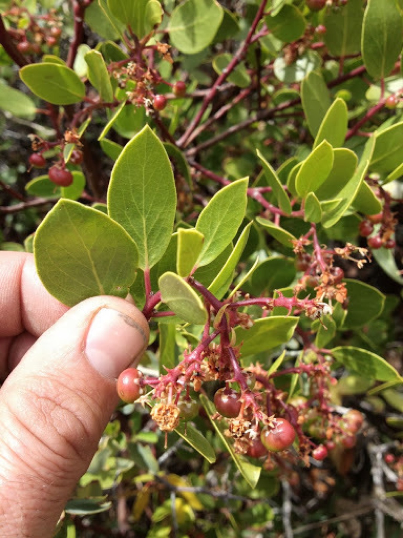 Greenleaf Manzanita — photo 3