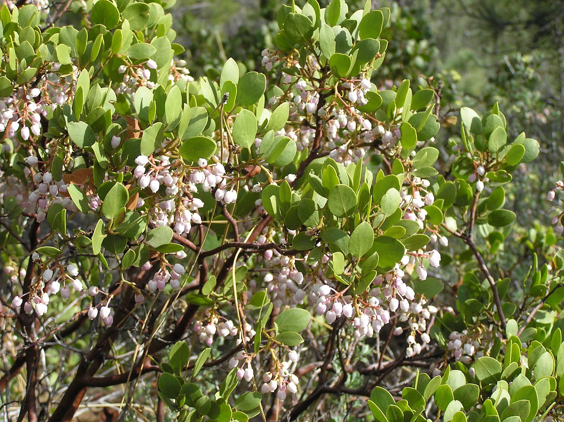 Greenleaf Manzanita — photo 4