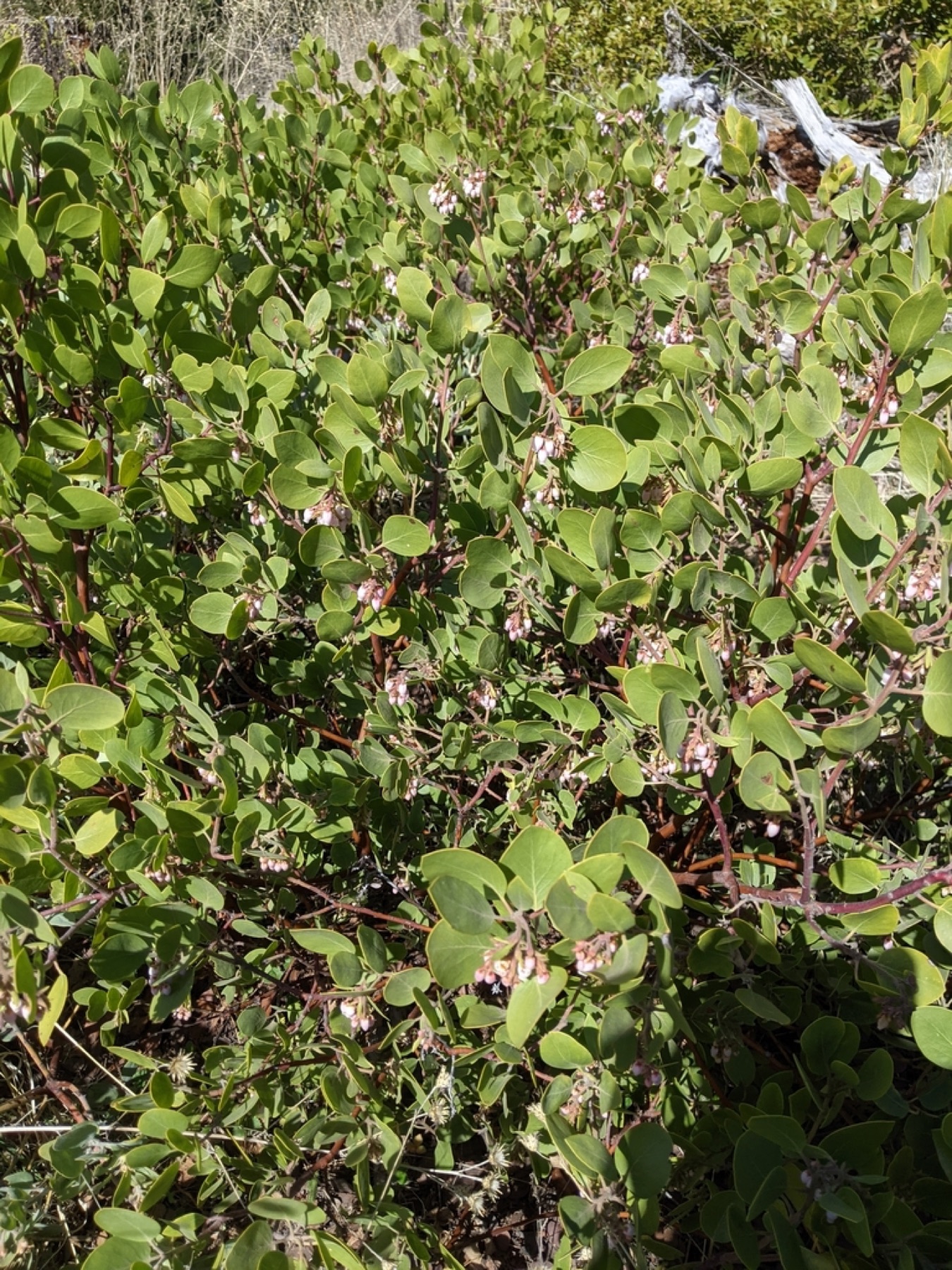 Greenleaf Manzanita — photo 5