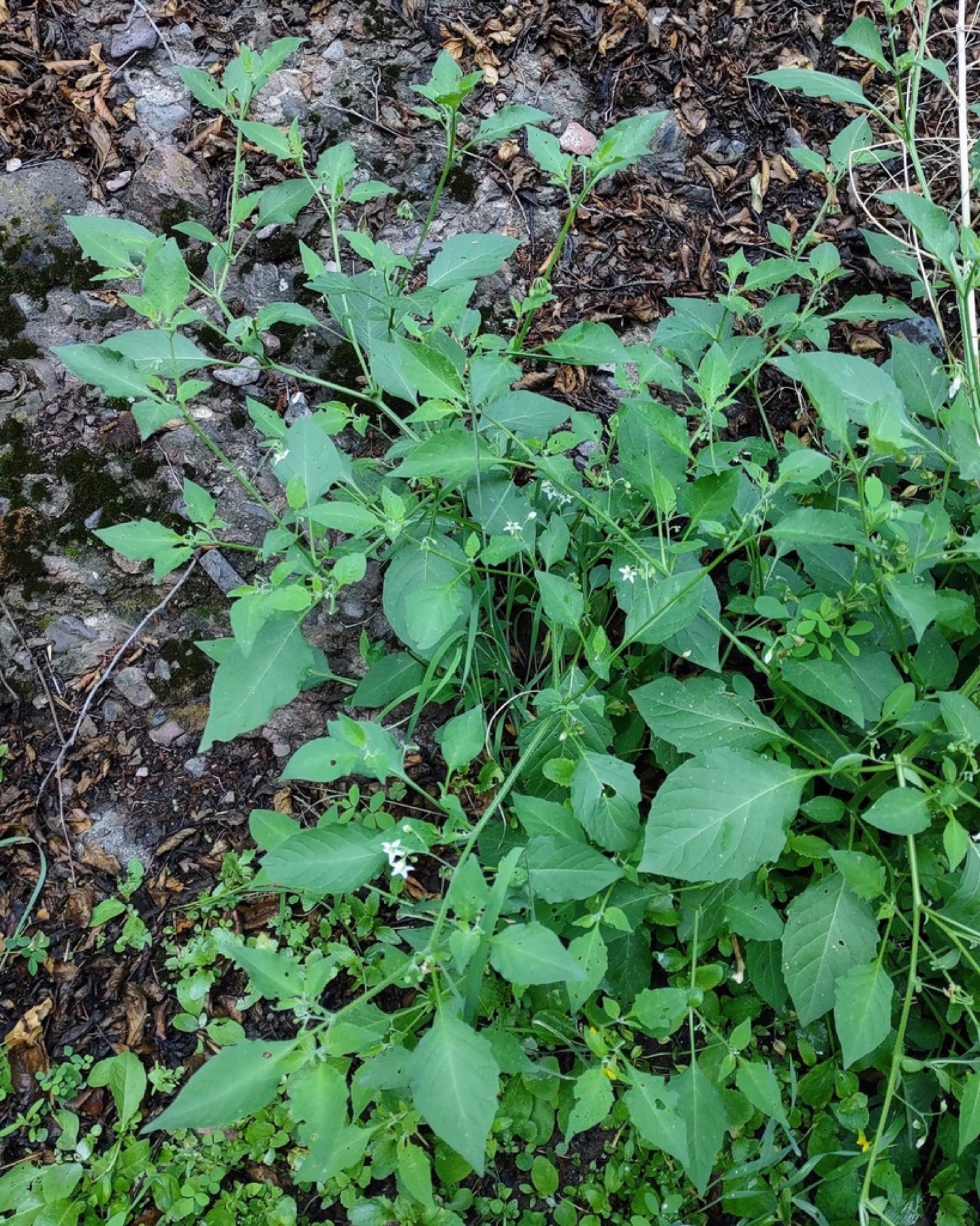 Greenspot Nightshade — photo 7