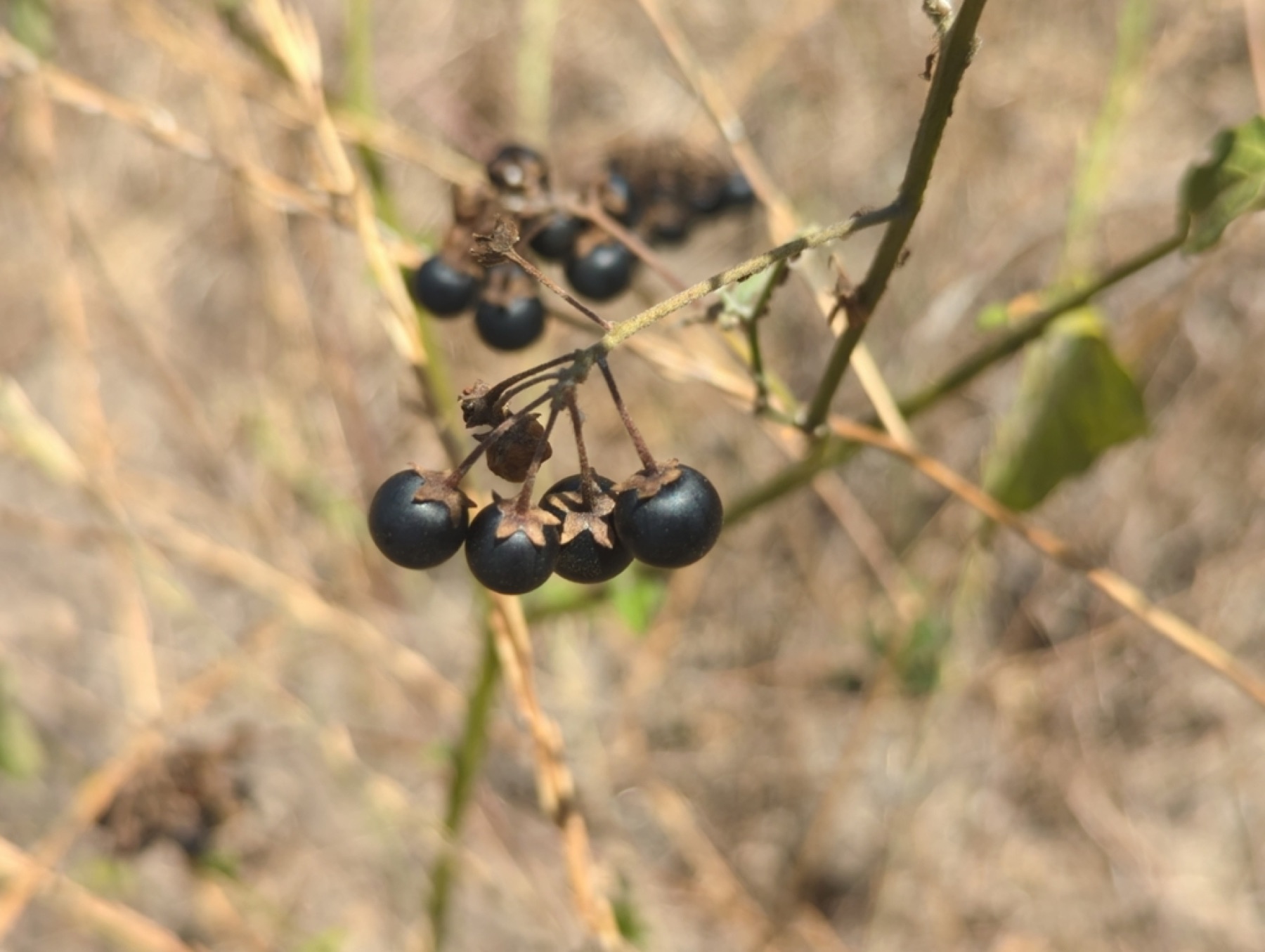 Greenspot Nightshade — photo 8