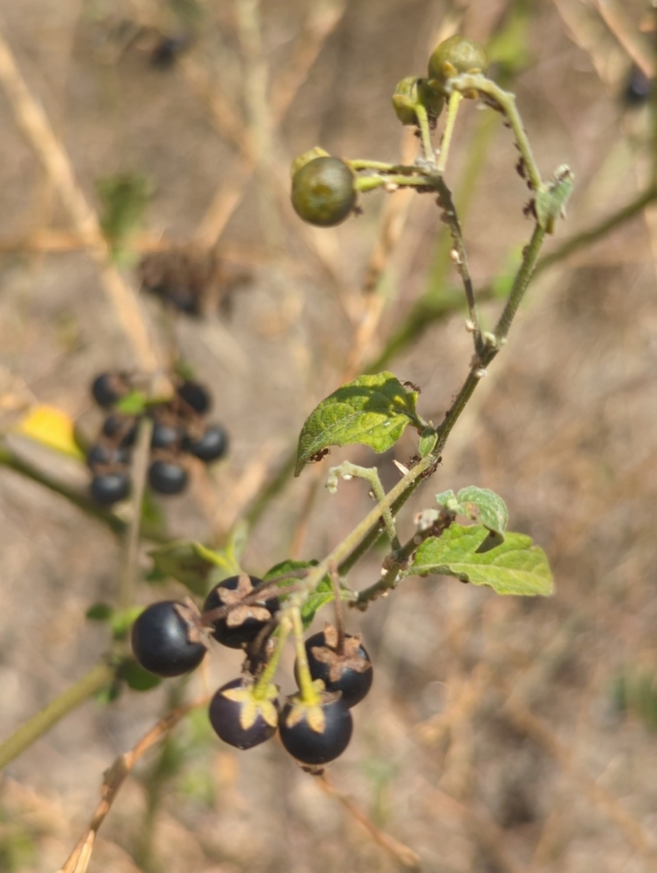 Greenspot Nightshade — photo 9