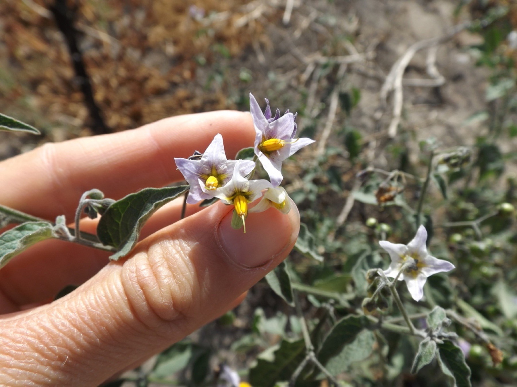 Greenspot Nightshade — photo 10