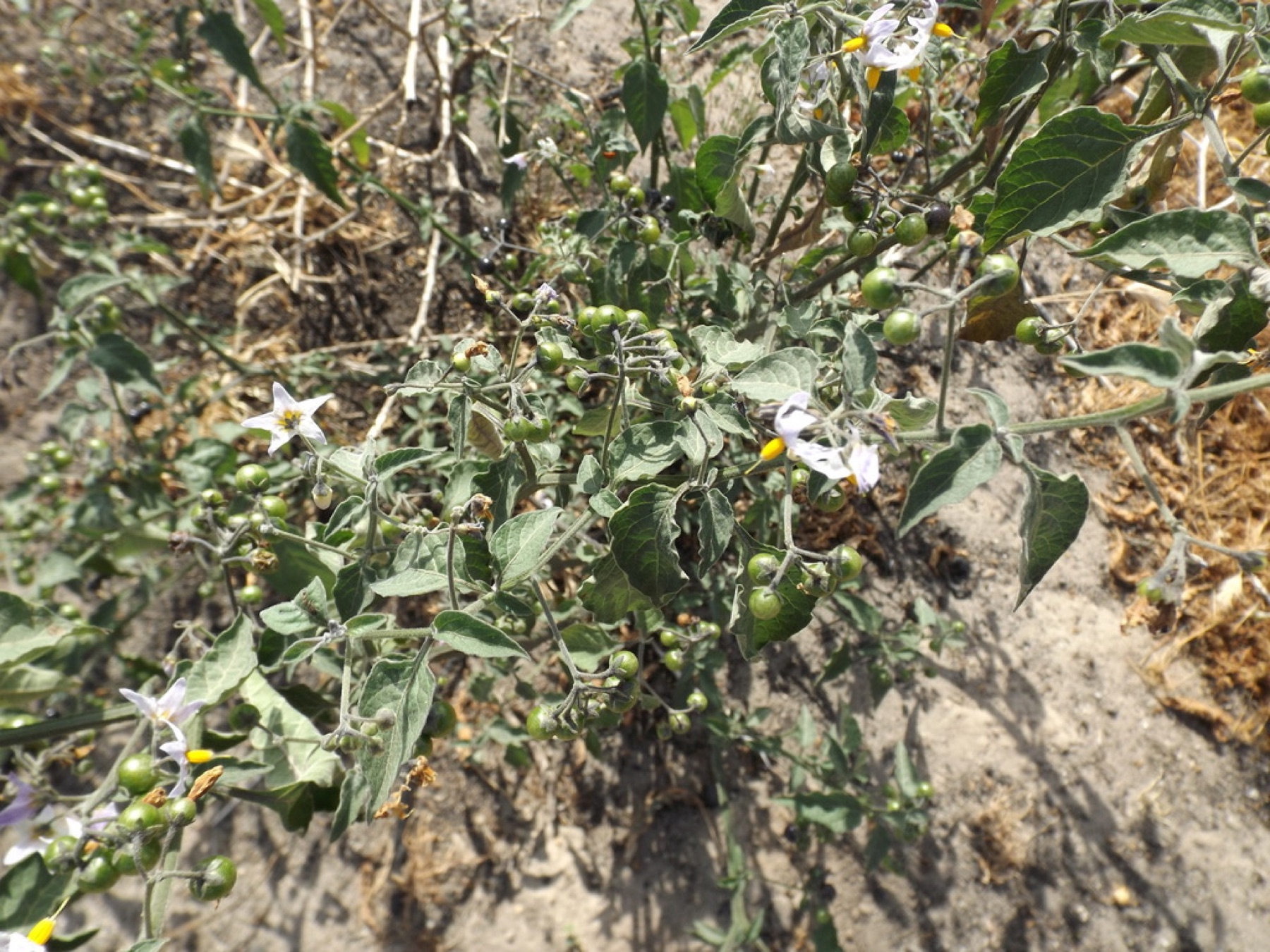 Greenspot Nightshade — photo 11