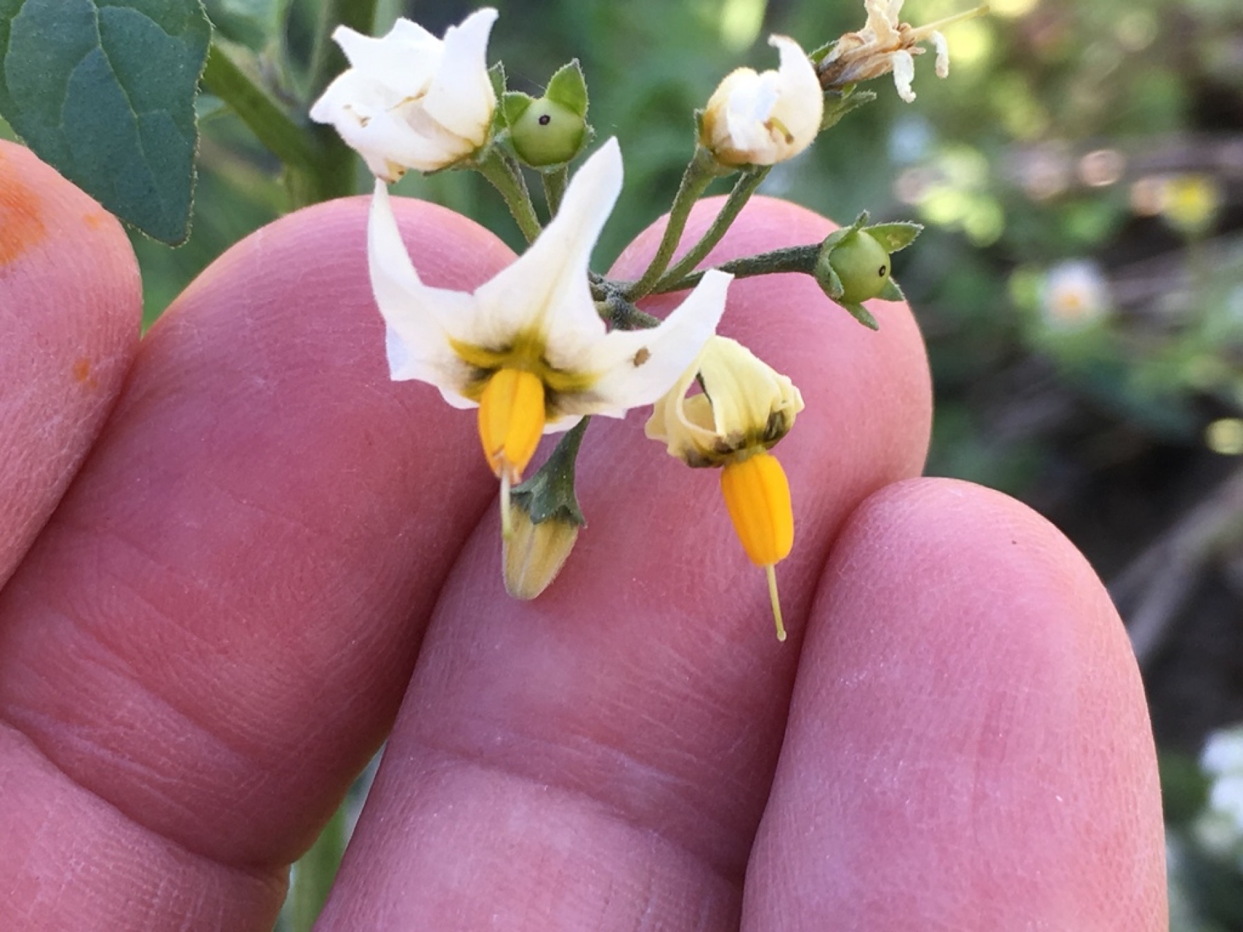 Greenspot Nightshade — photo 12