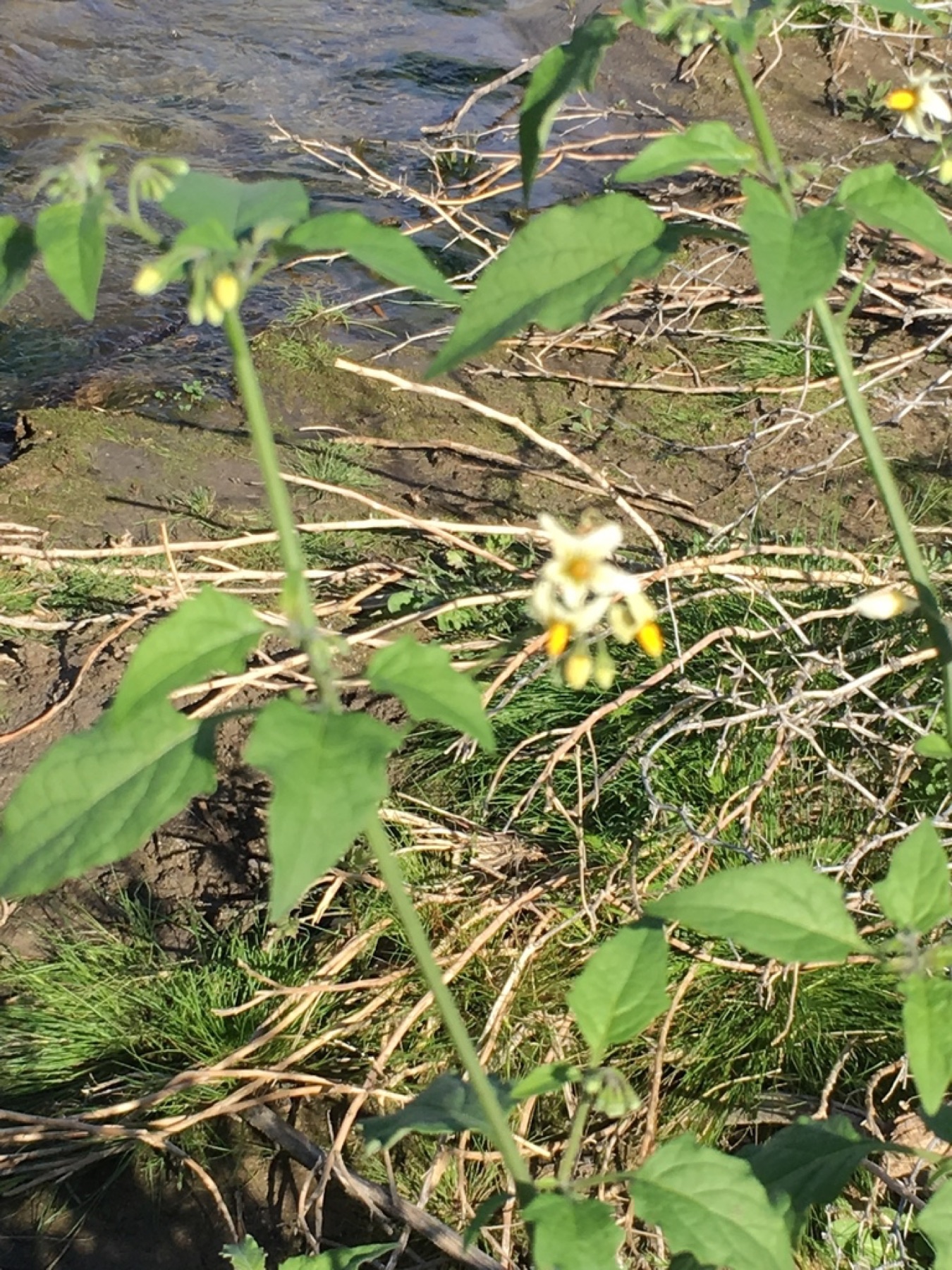 Greenspot Nightshade — photo 13