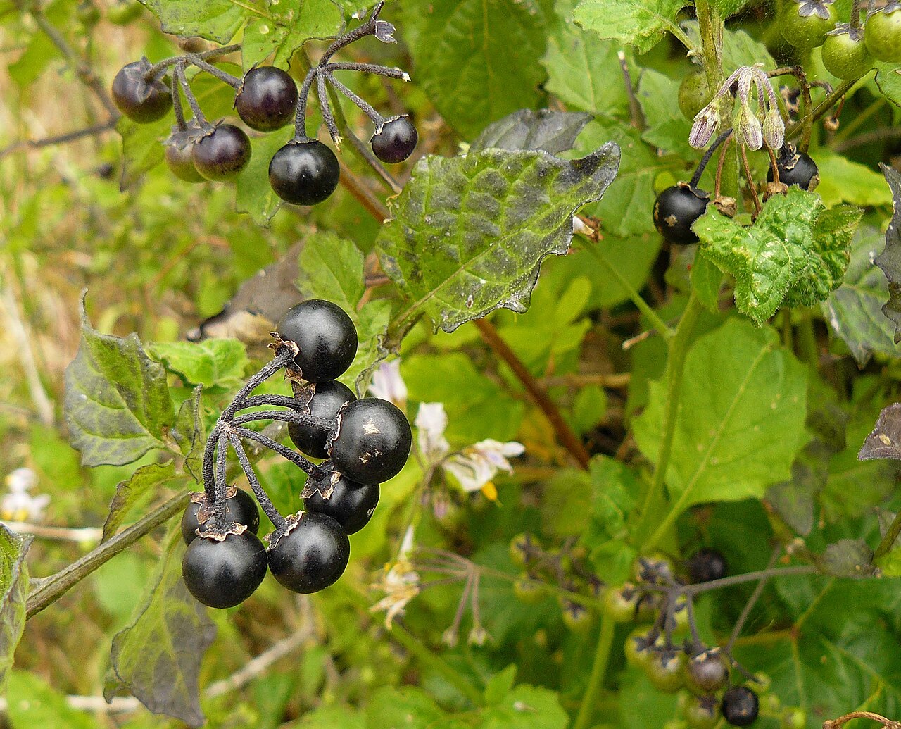 Greenspot Nightshade — photo 15