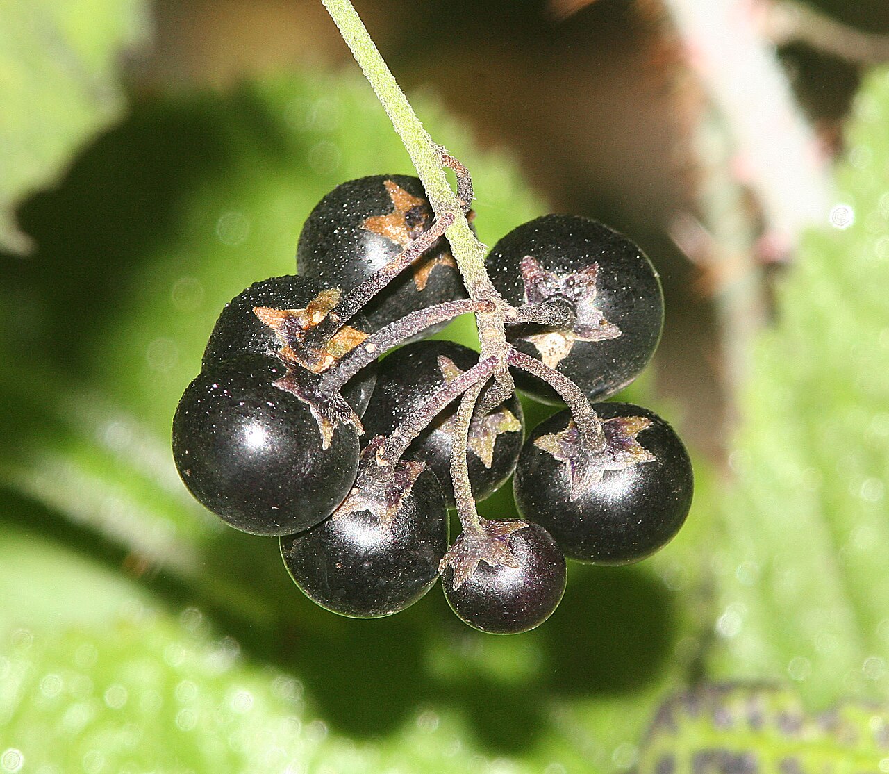 Greenspot Nightshade — photo 16