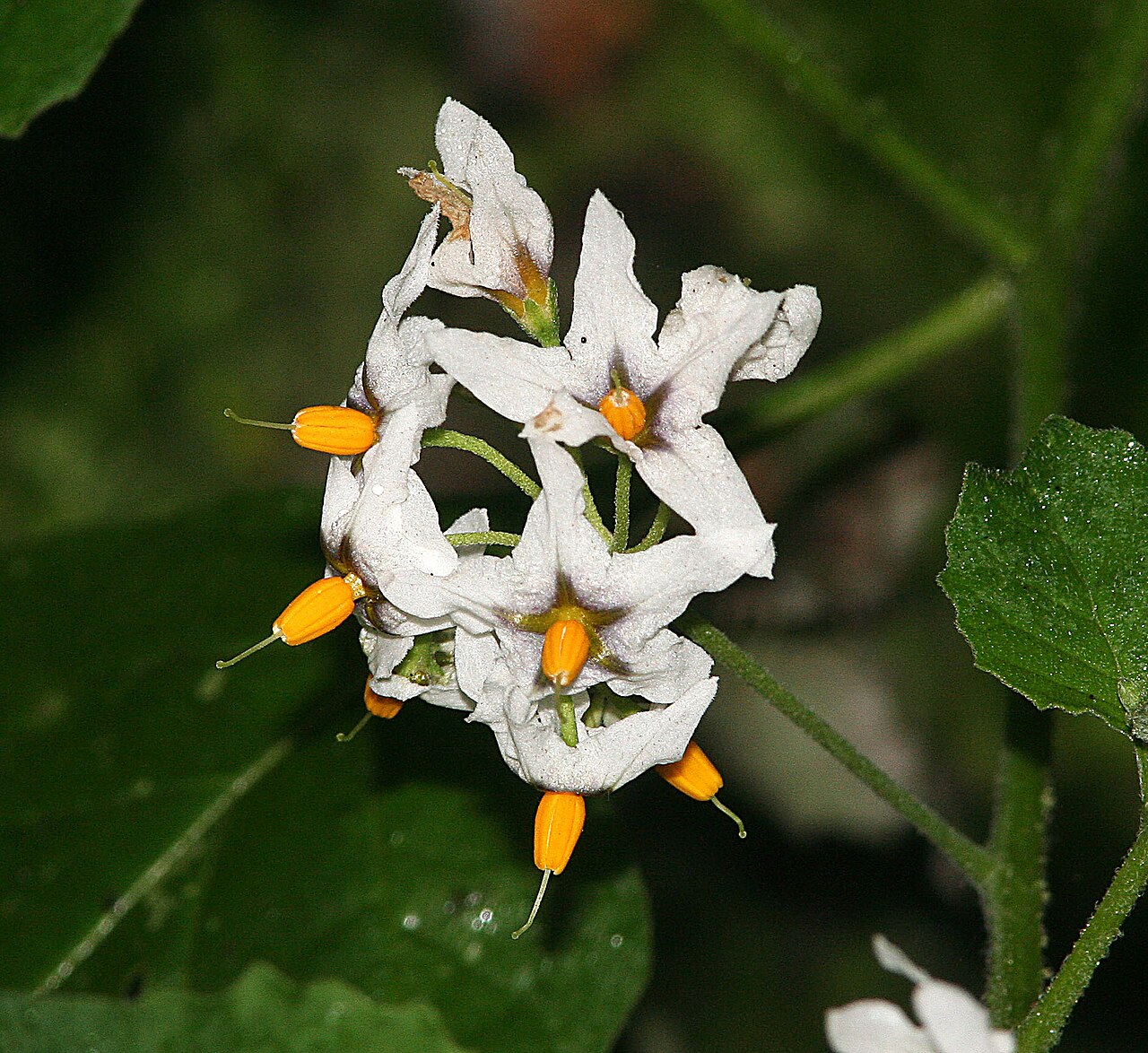 Greenspot Nightshade — photo 17