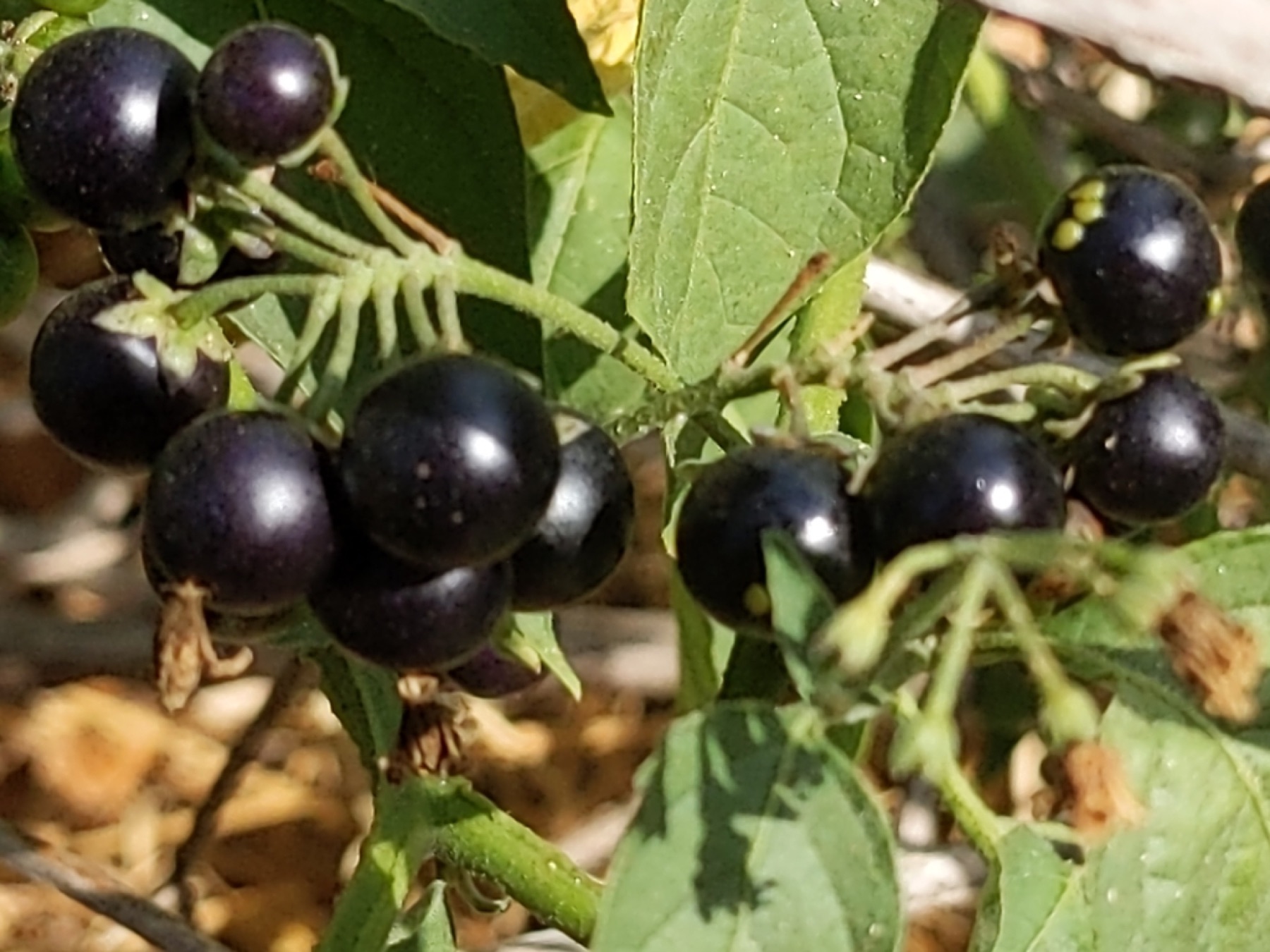 Greenspot Nightshade