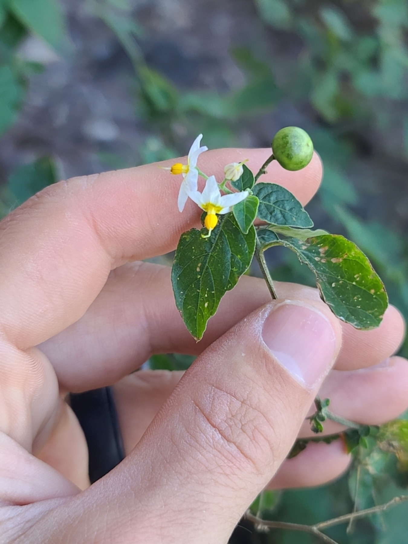 Greenspot Nightshade — photo 3