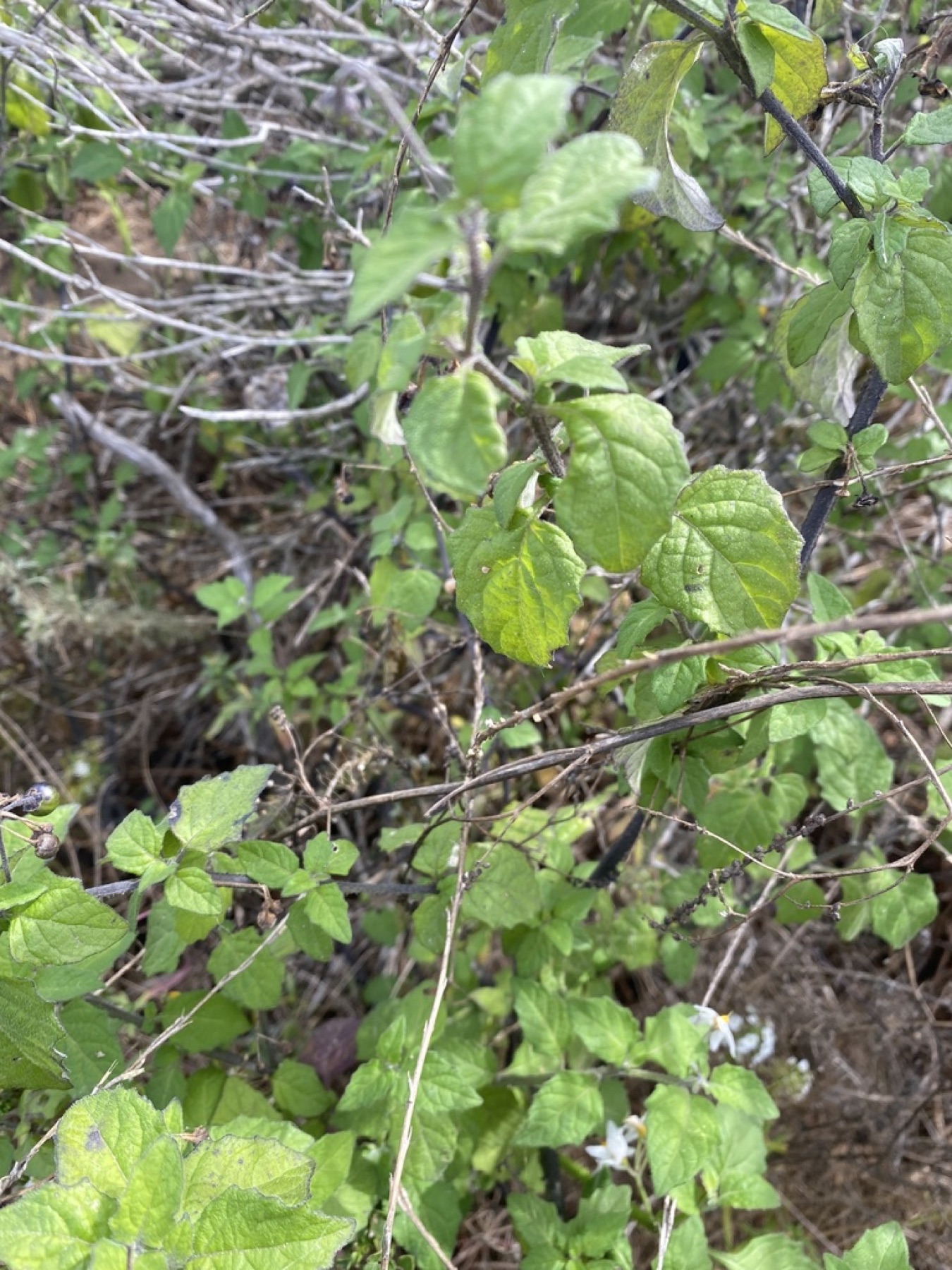 Greenspot Nightshade — photo 4
