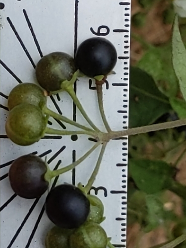 Greenspot Nightshade — photo 14