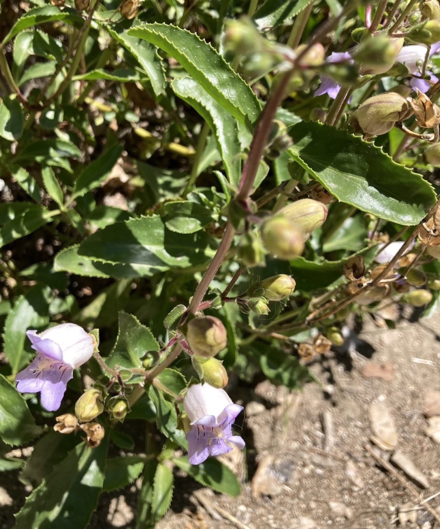 Grinnell's Beardtongue — photo 6