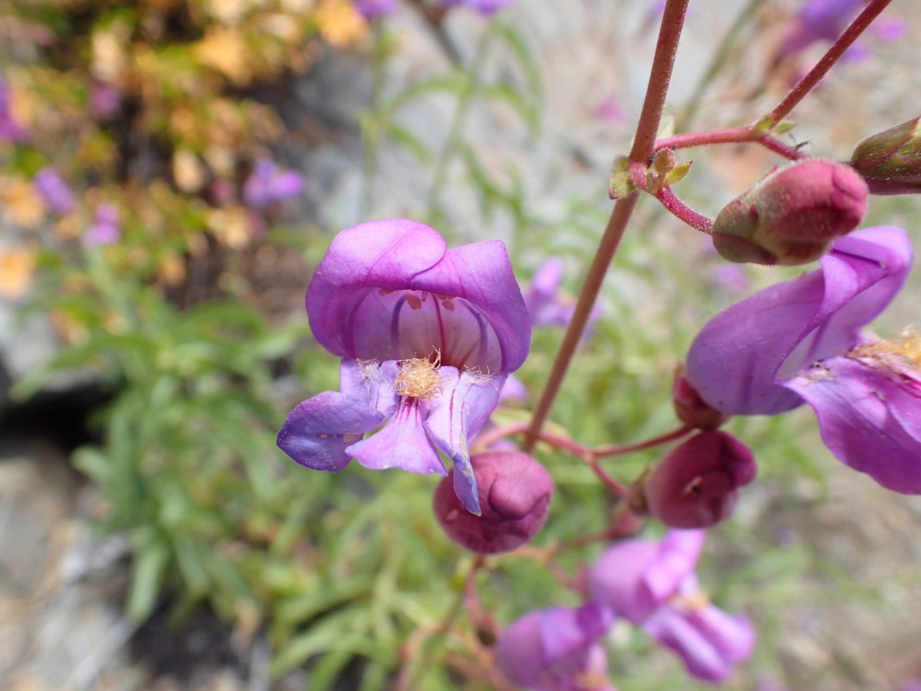 Grinnell's Beardtongue — photo 7