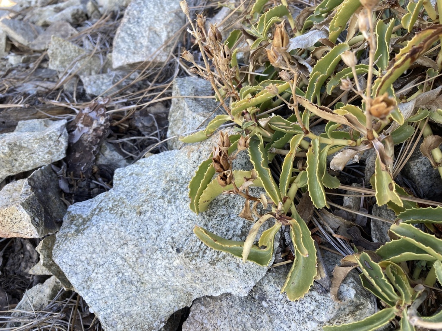 Grinnell's Beardtongue — photo 8