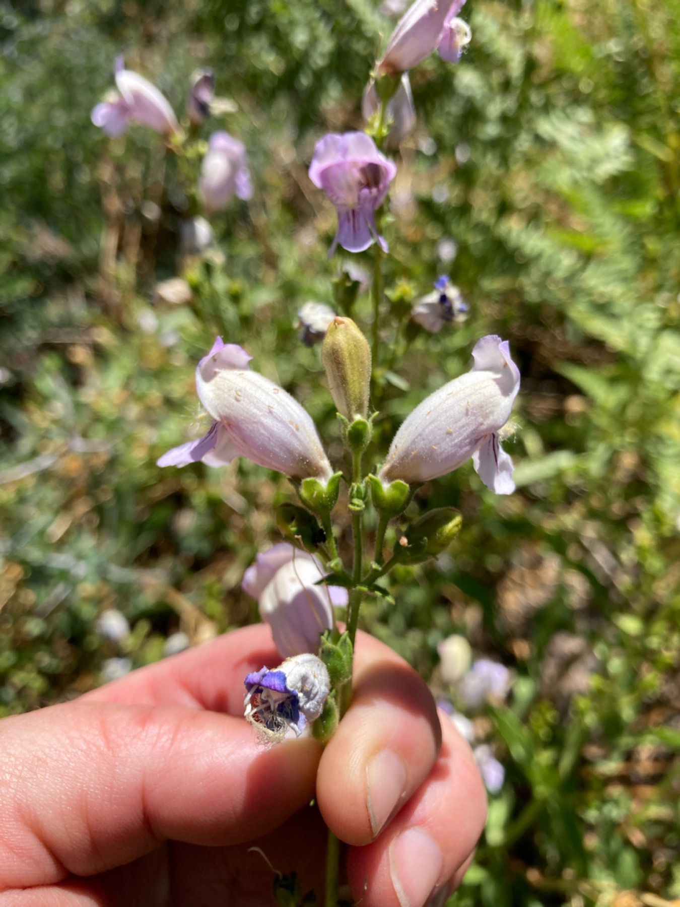 Grinnell's Beardtongue — photo 9