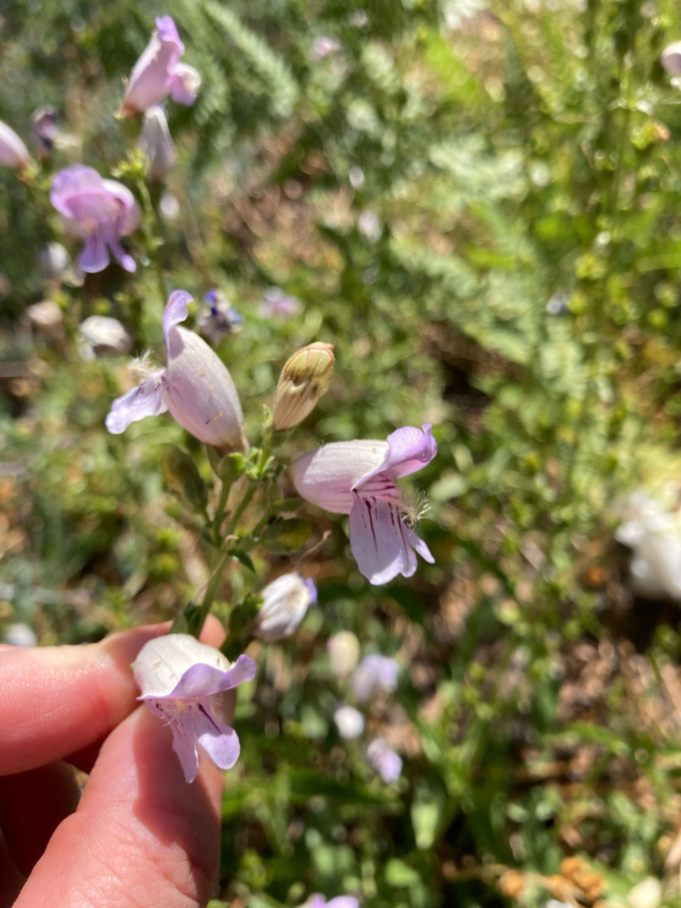 Grinnell's Beardtongue — photo 10