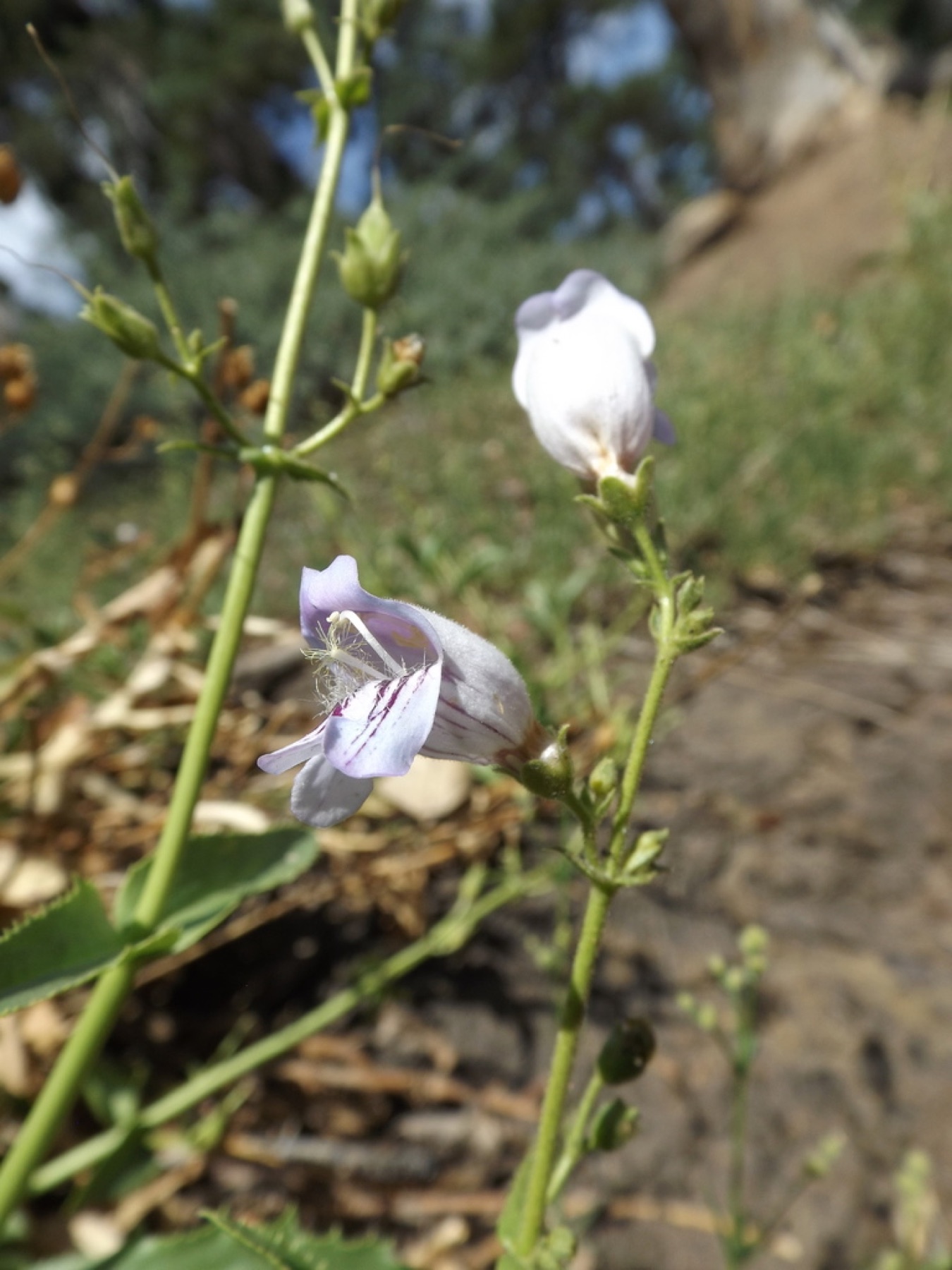 Grinnell's Beardtongue — photo 11